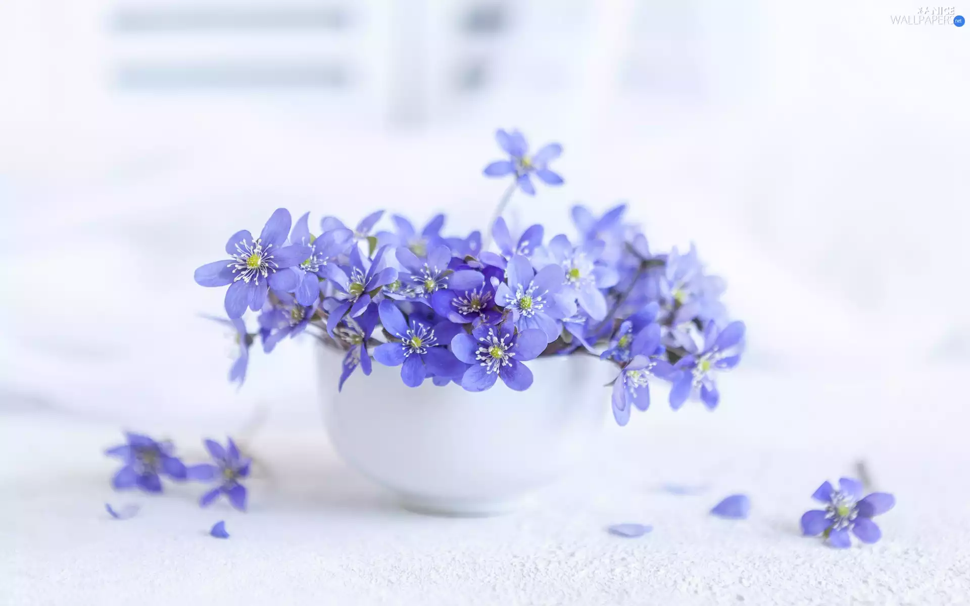 bowl, Flowers, Liverworts, bouquet