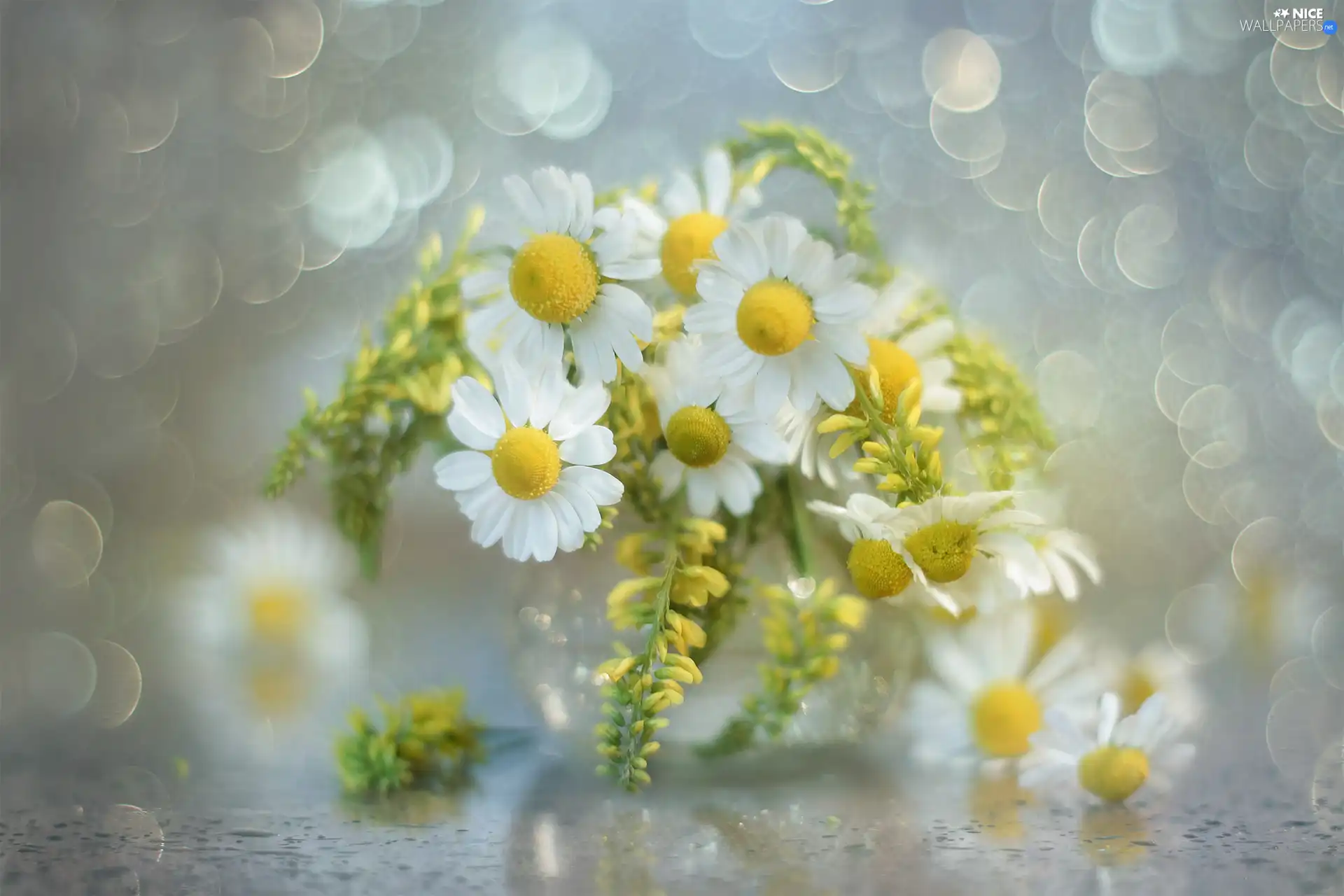 Bokeh, bouquet, Flowers, Wildflowers, chamomile