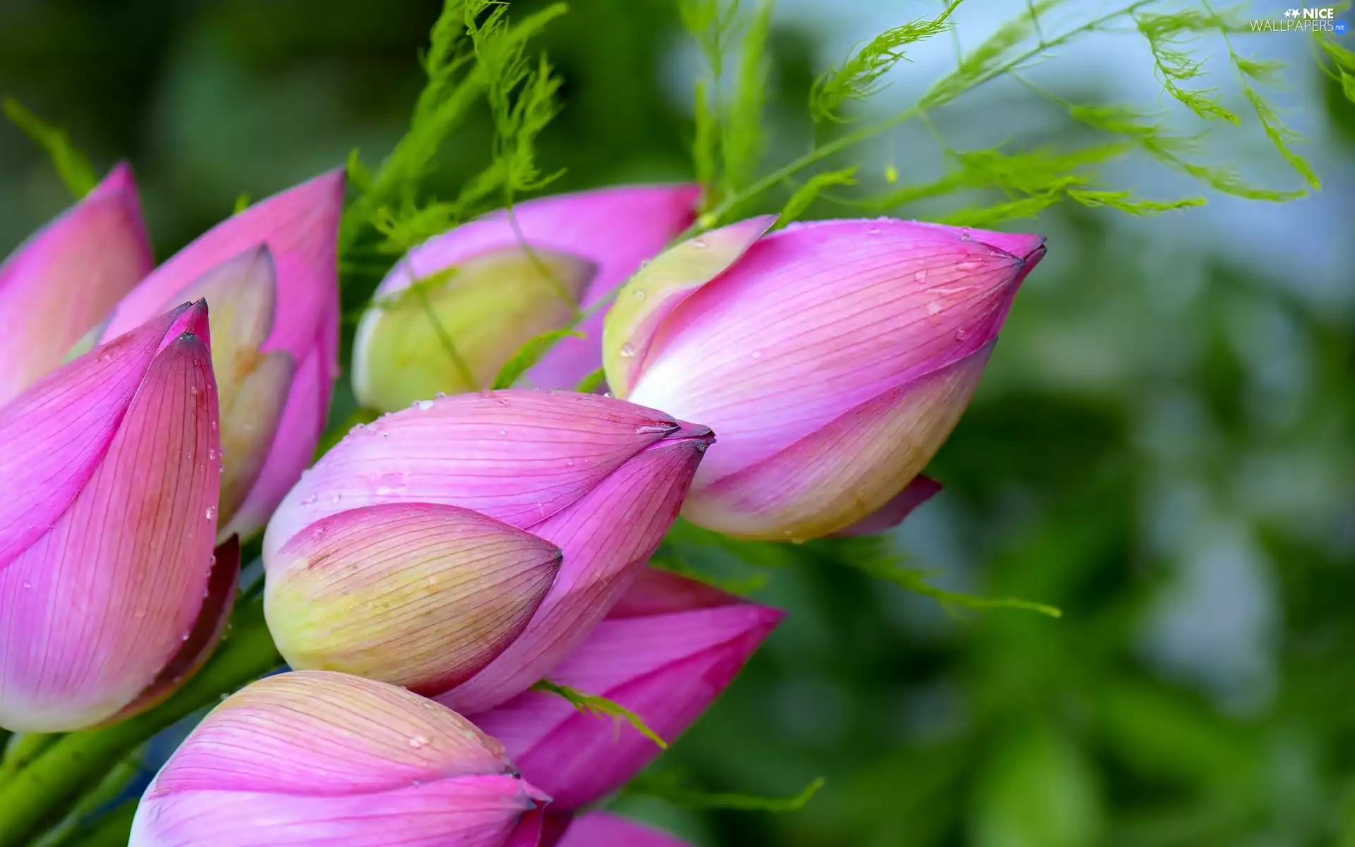 bouquet, lotus, Flowers
