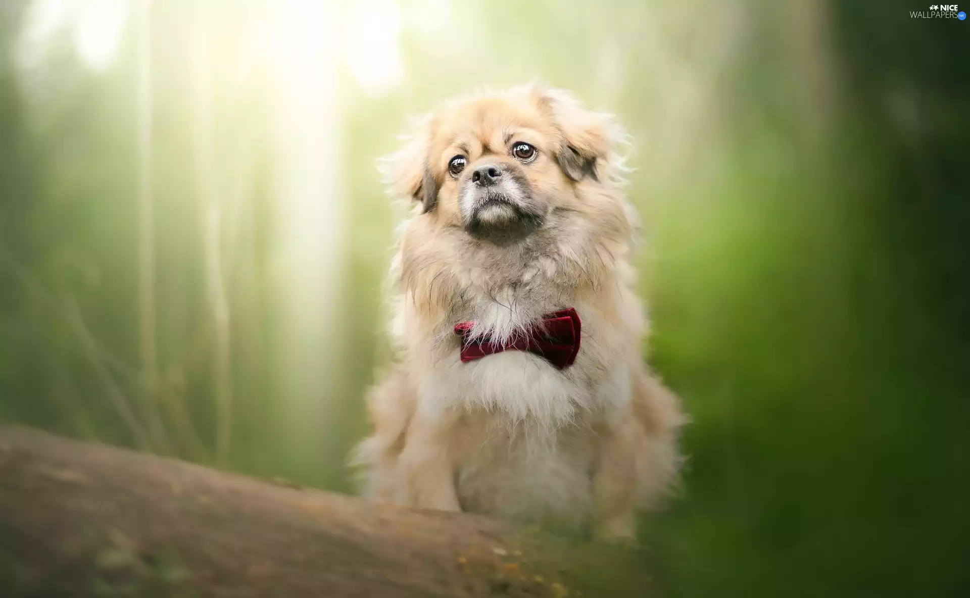 dog, red hot, bow tie, pekinese
