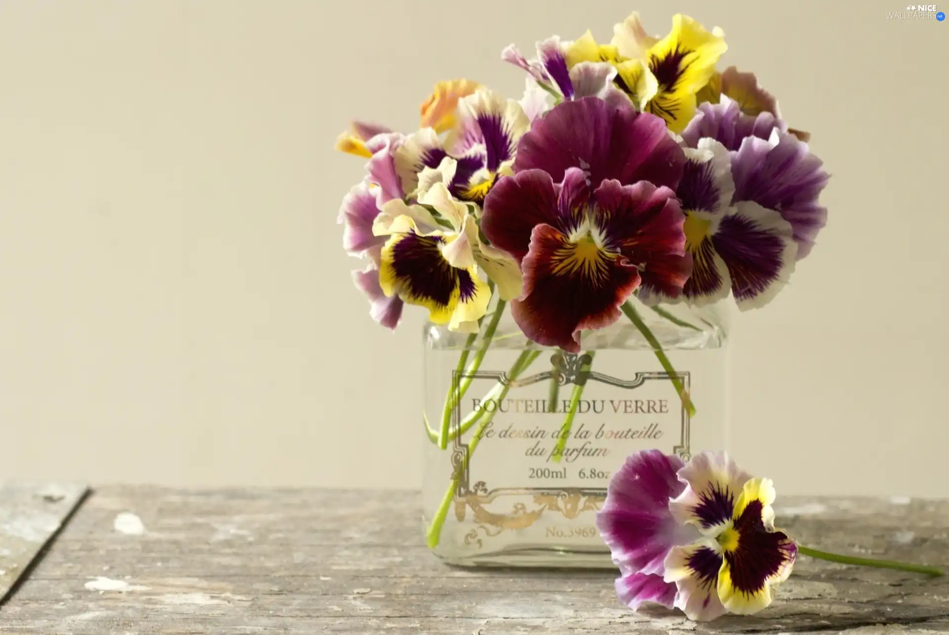 pansies, bowl