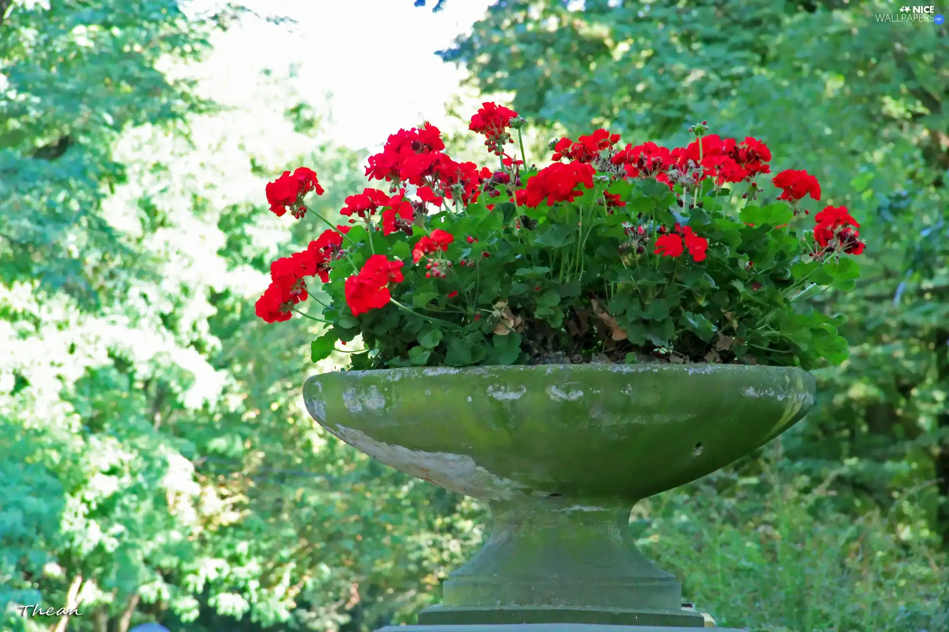 bowl, geraniums, stone