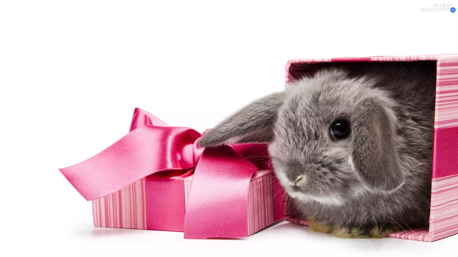 Rabbit, bow, Present, Box