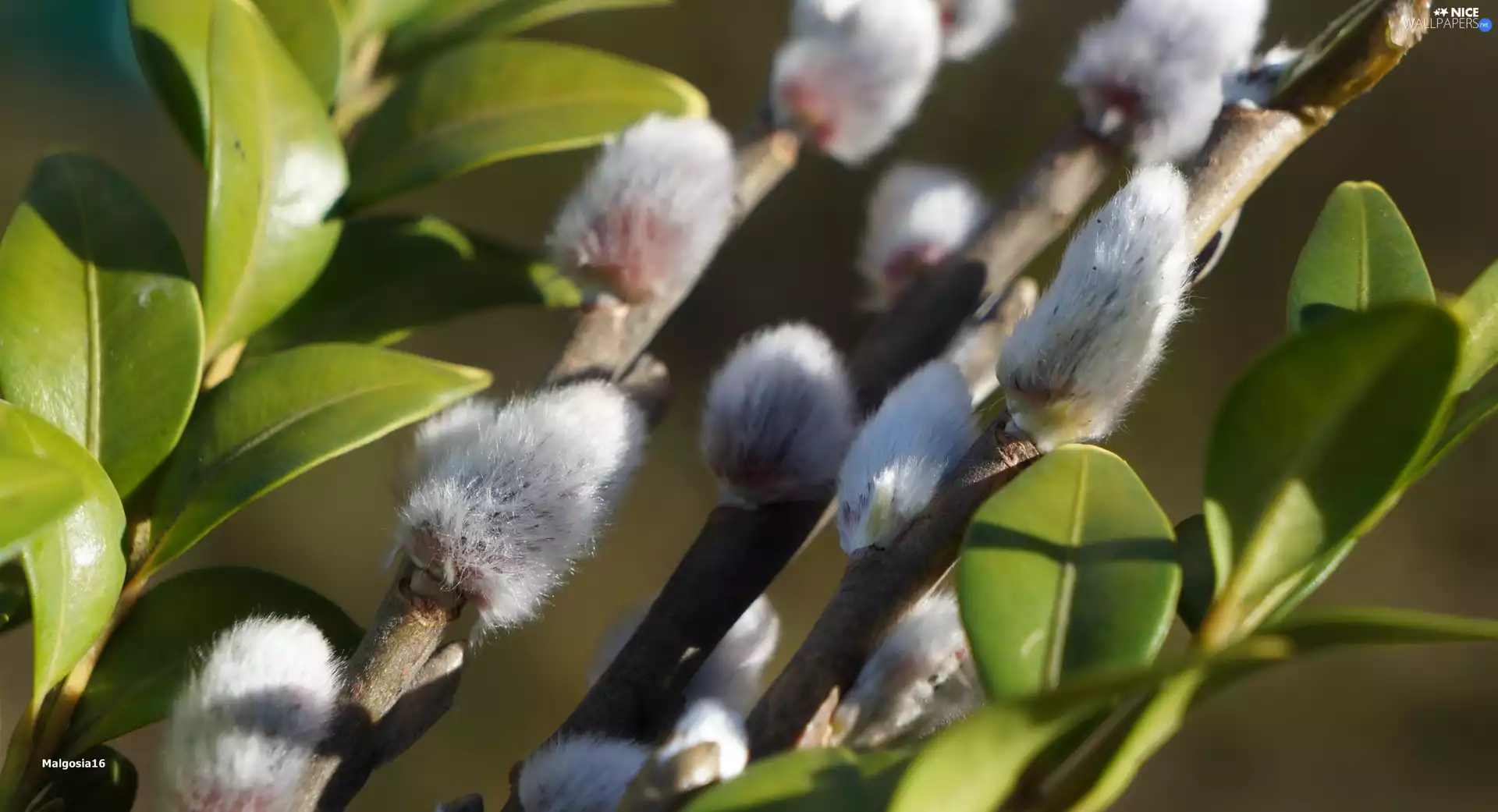 Twigs, Willow, Leaf, Boxwood, green ones, database