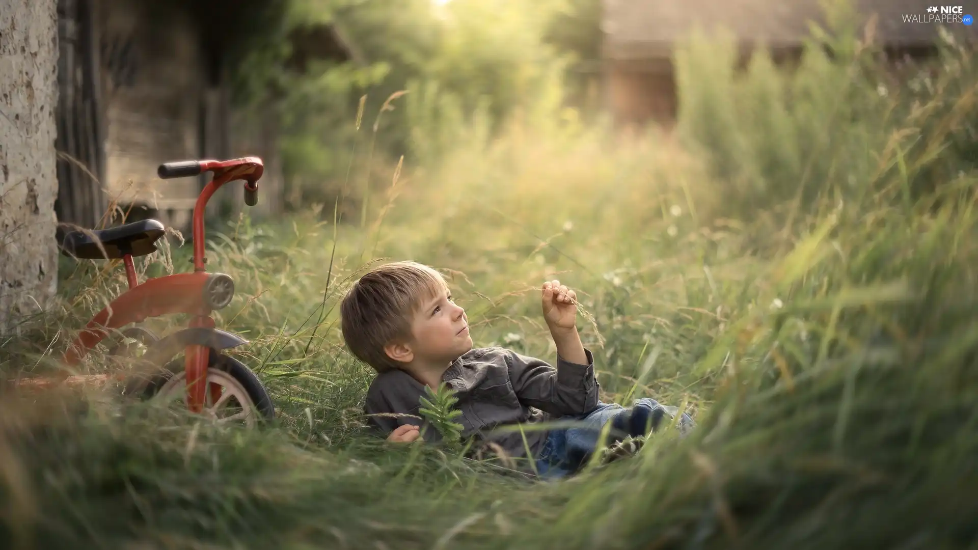 Kid, Bicycle, grass, boy