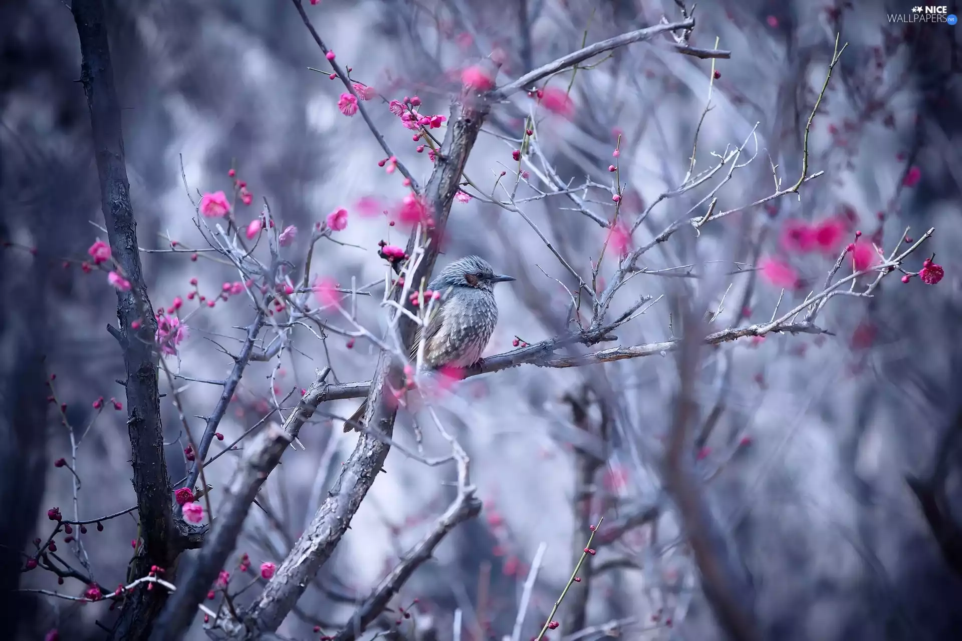 Flowers, Spring, starling, branch pics, Bird