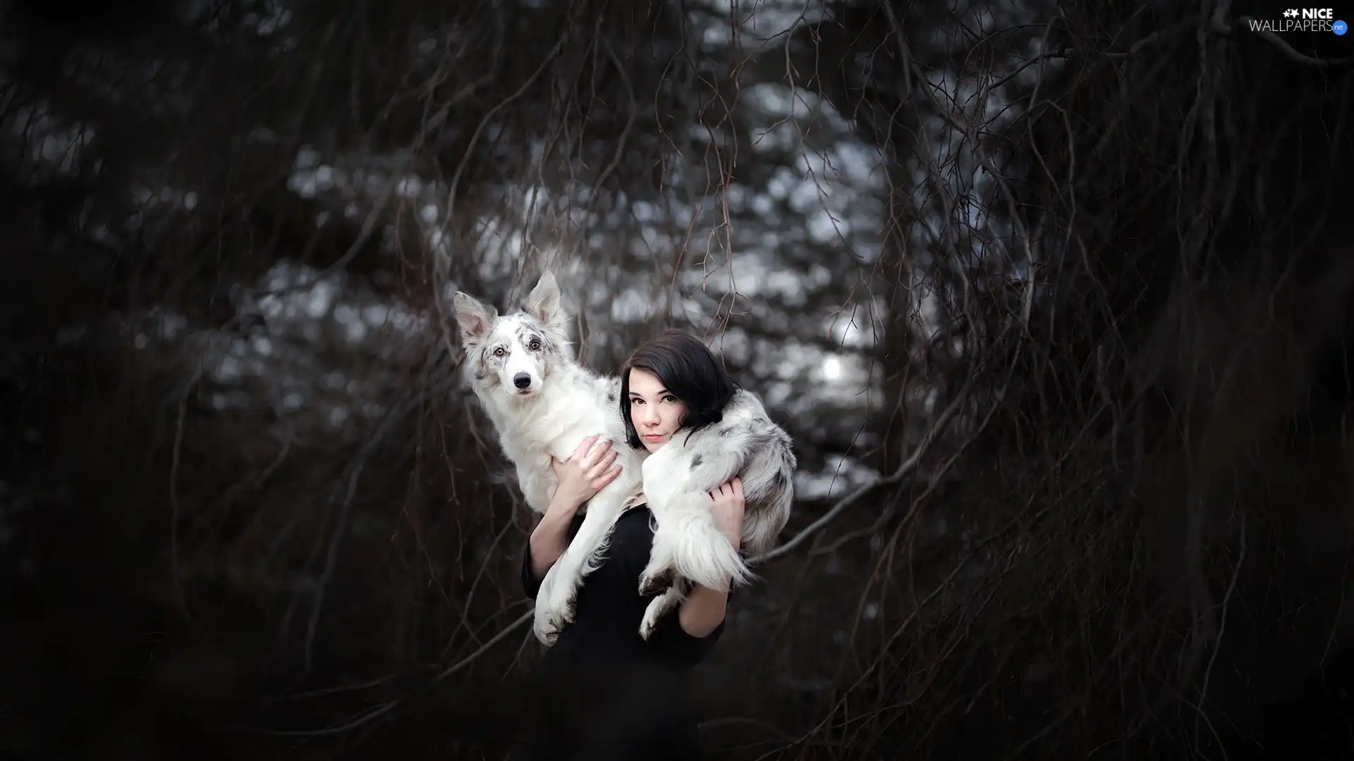 Women, Border Collie, branch pics, dog
