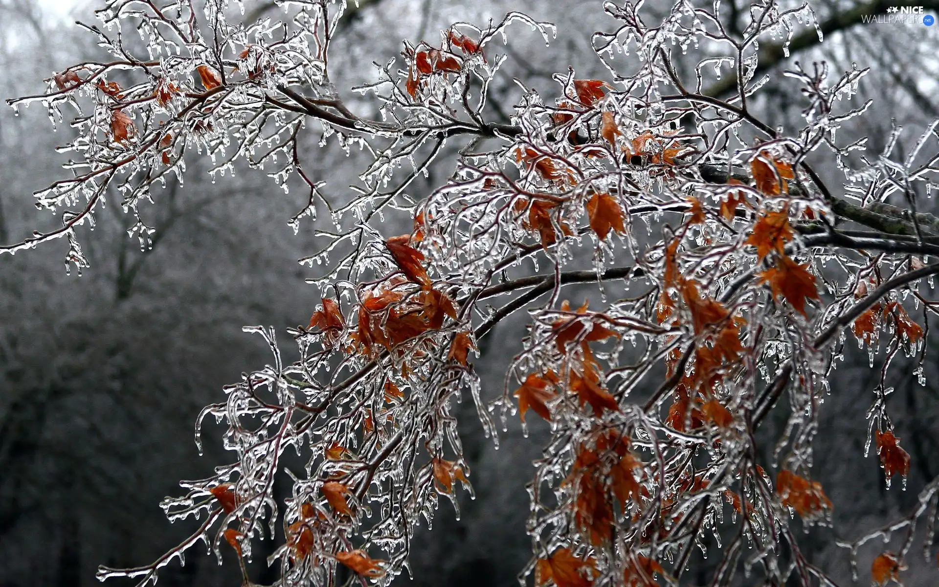 Leaf, icy, branch pics