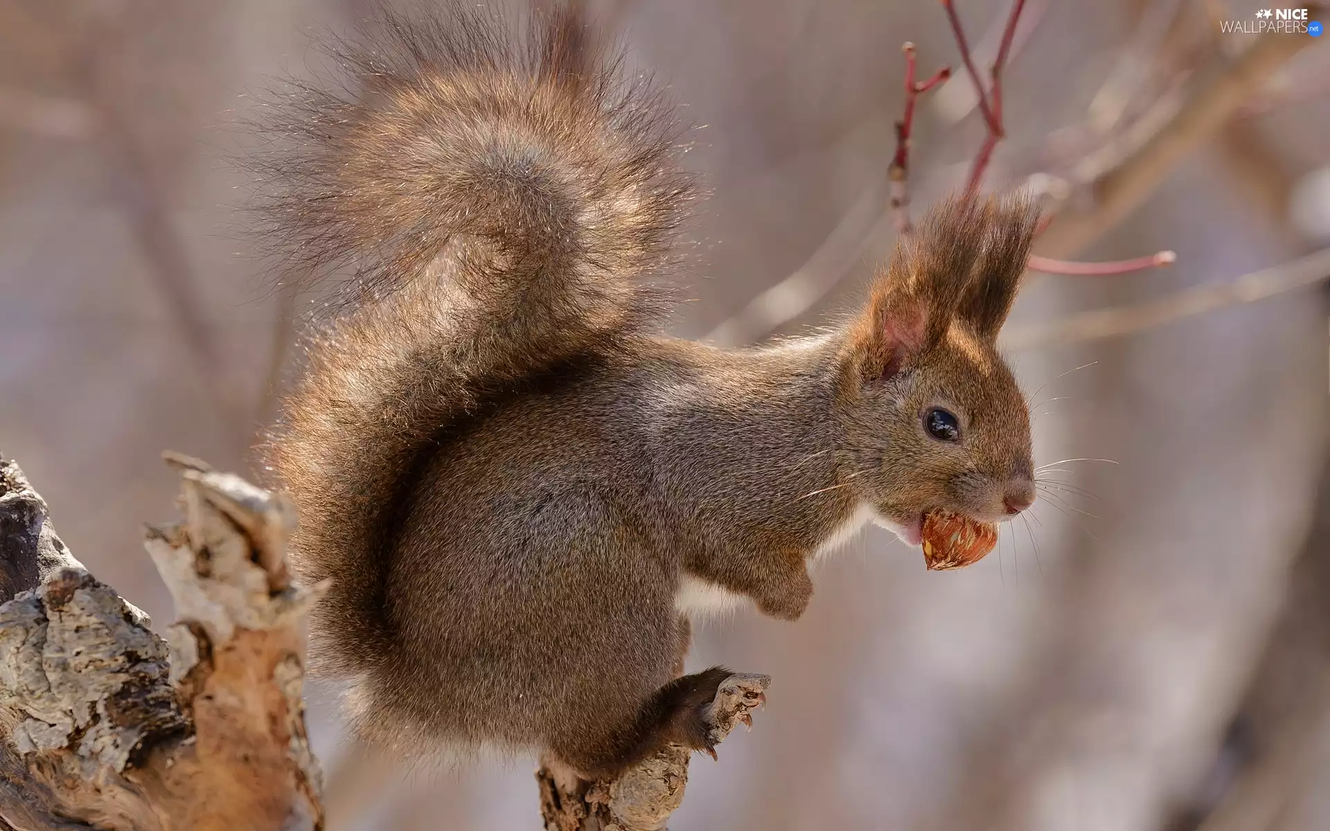branch, squirrel, nut