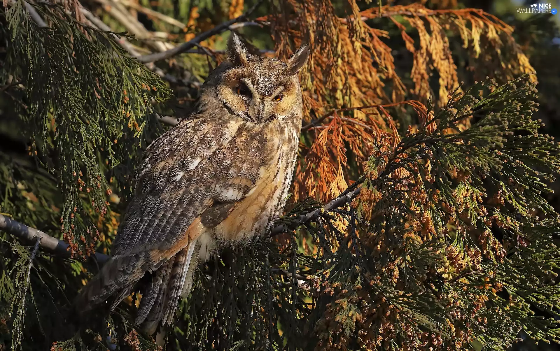 Bird, eagle-owl, branch pics, owl