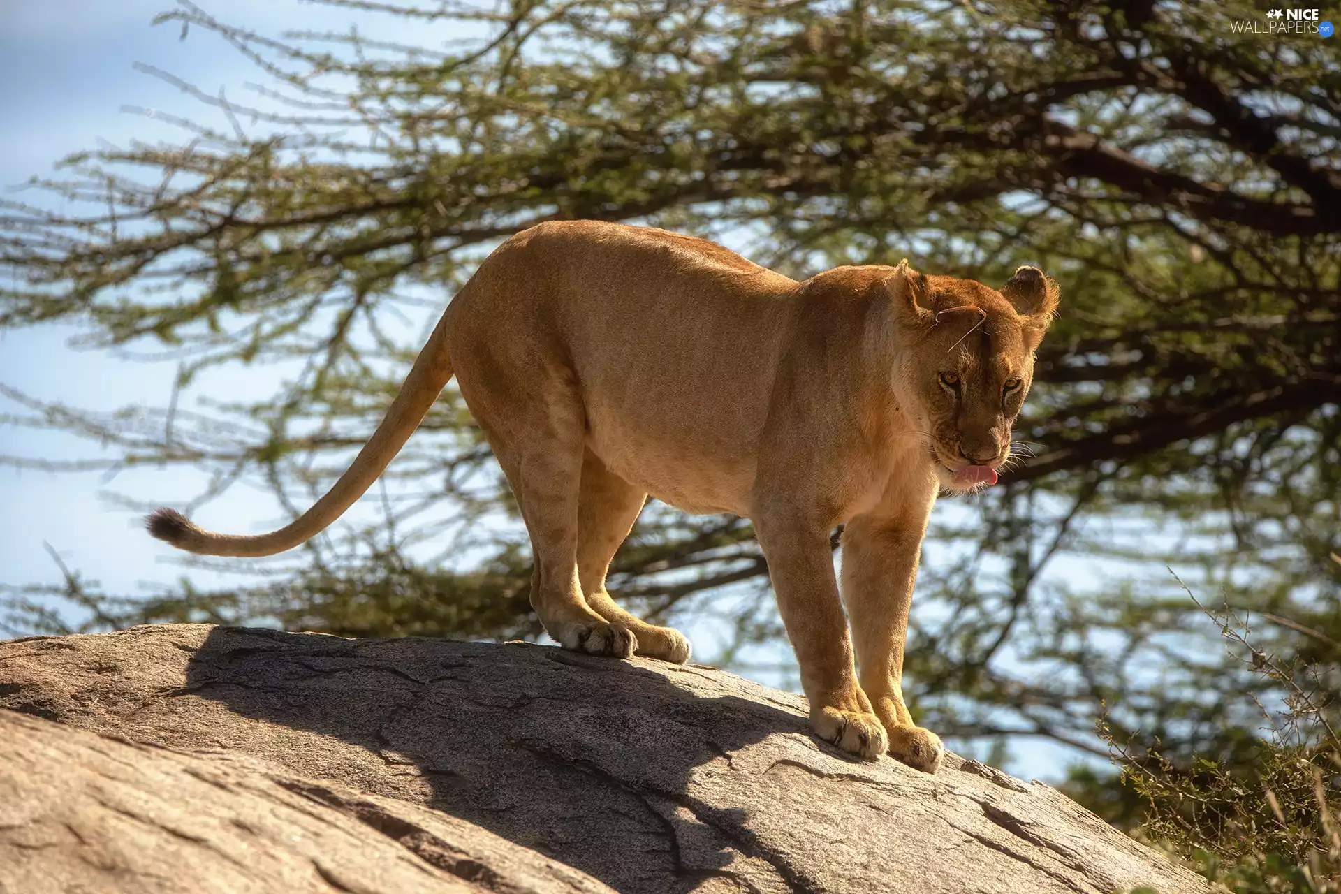 Lioness, branch pics, trees, Rocks