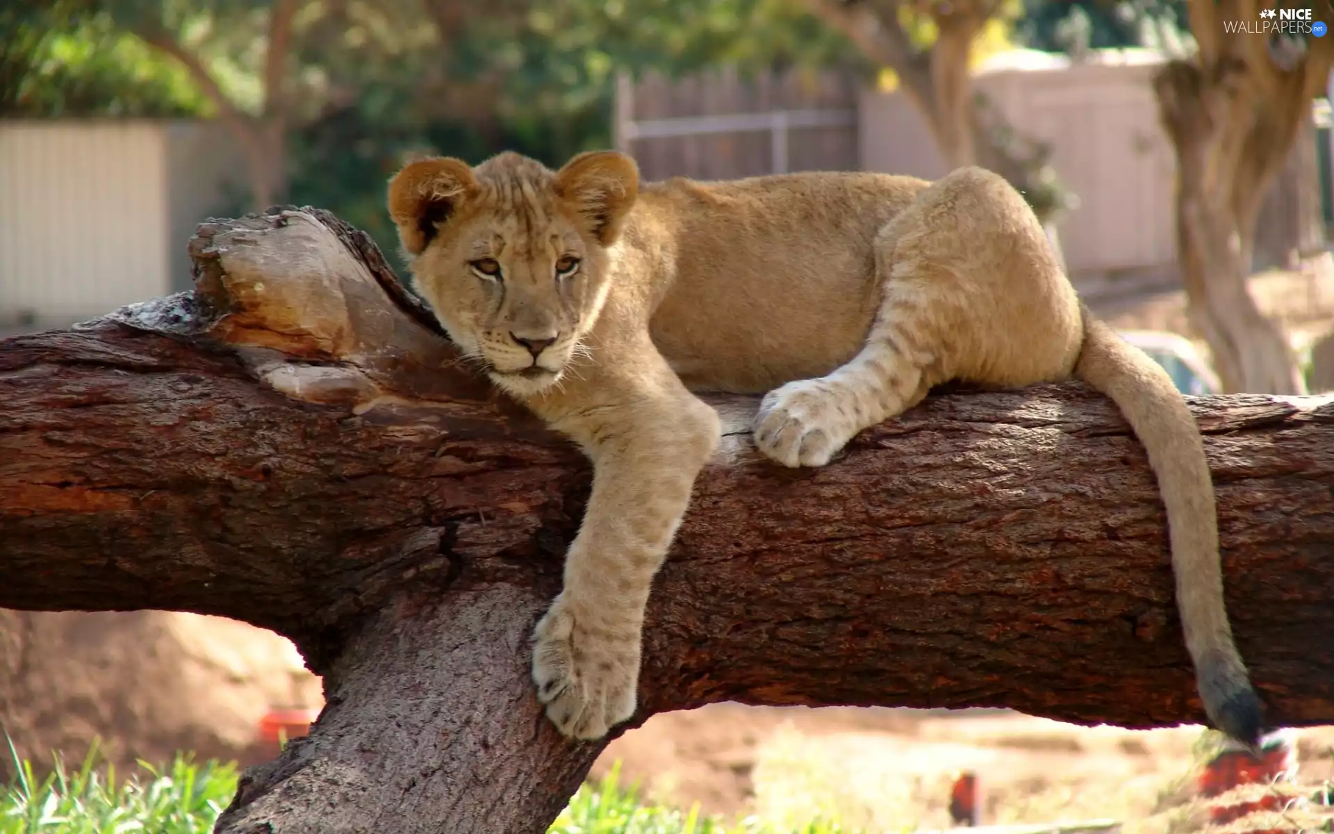 trees, viewes, lion, branches, little doggies