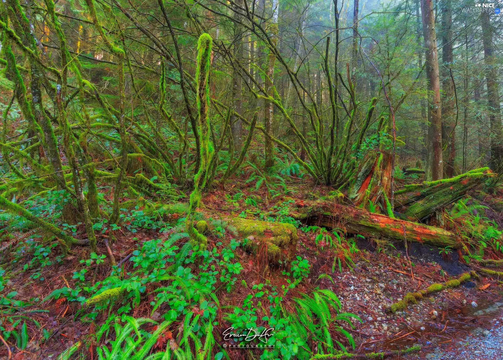 viewes, forest, mossy, branches, Stems, trees