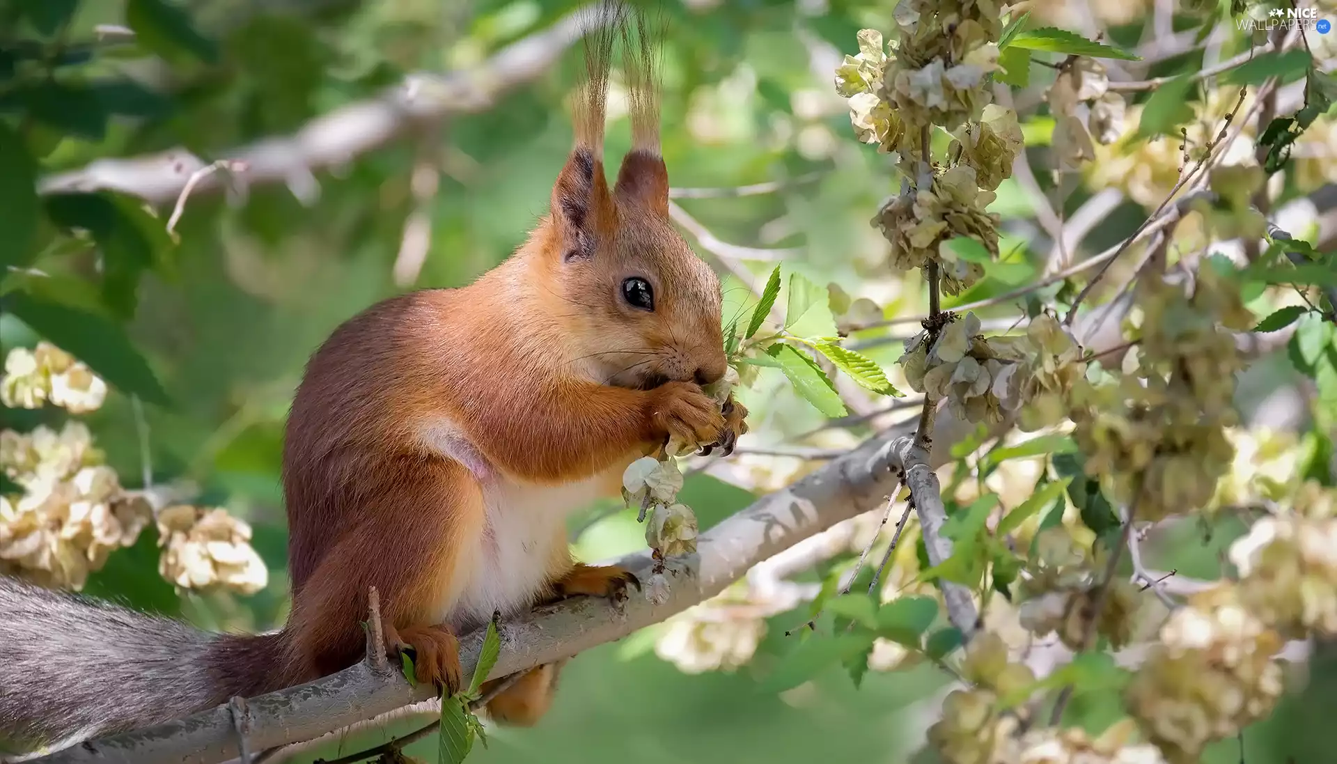 Branches, squirrel, trees