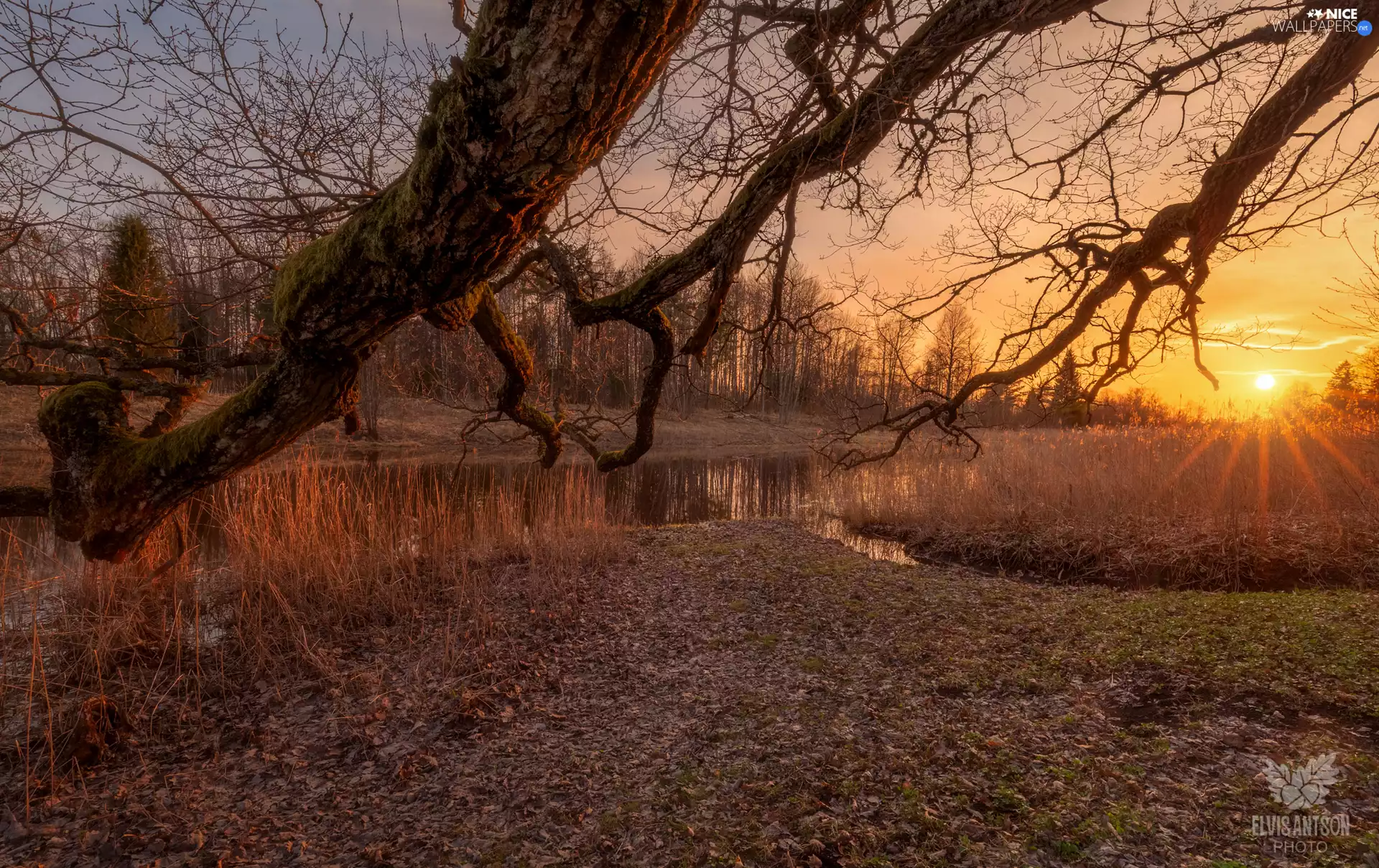 rushes, rays, viewes, River, Great Sunsets, trees, branches