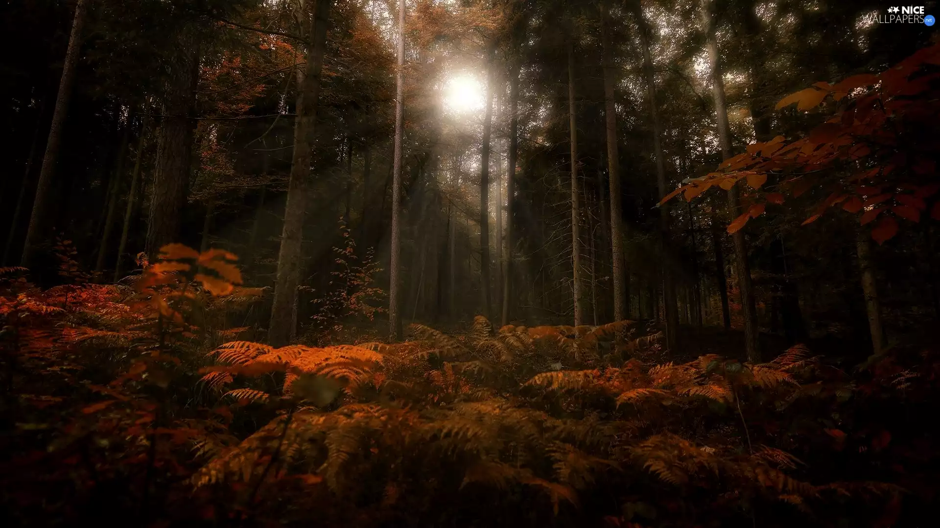 autumn, fern, light breaking through sky, forest
