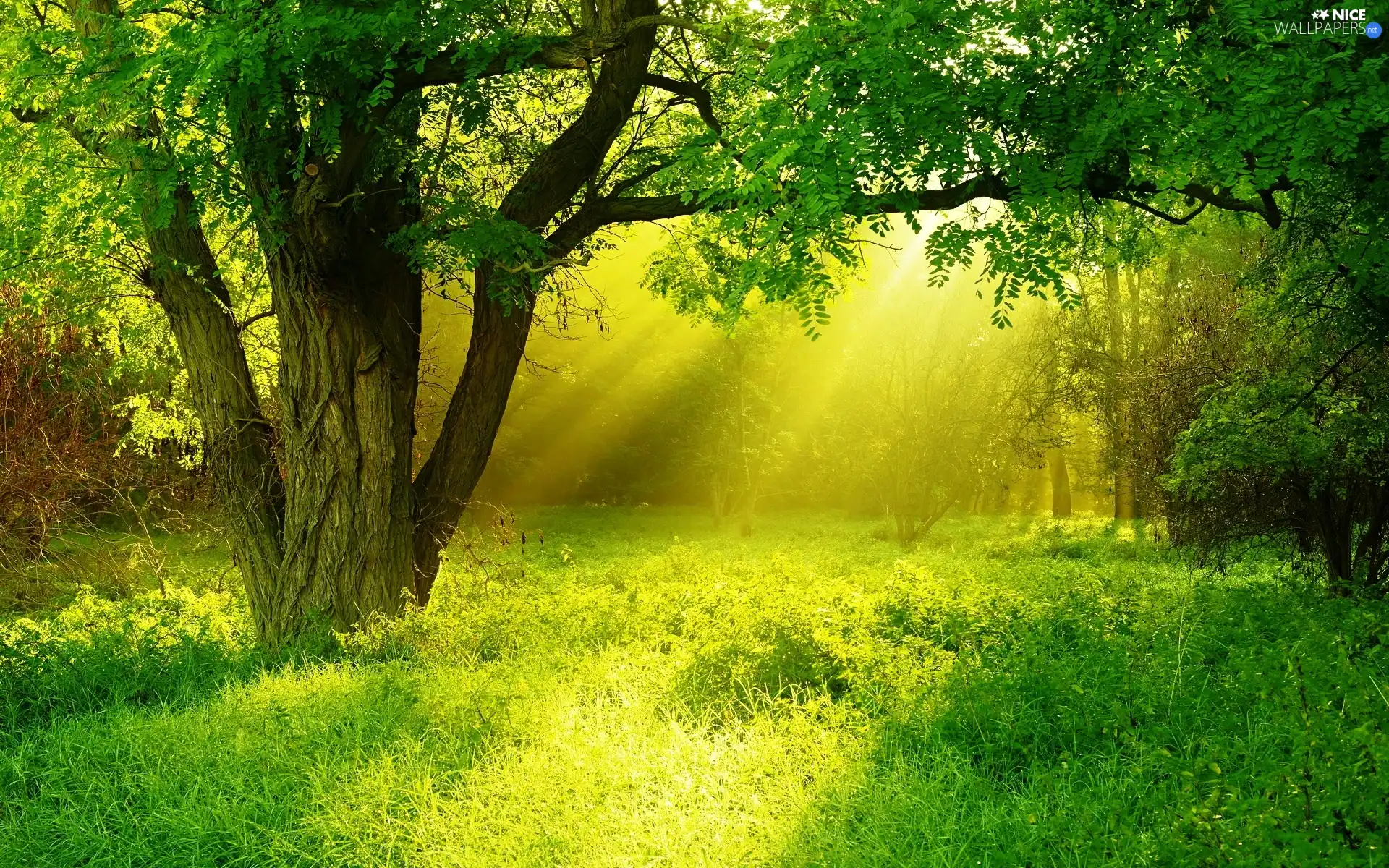 Park, viewes, light breaking through sky, trees