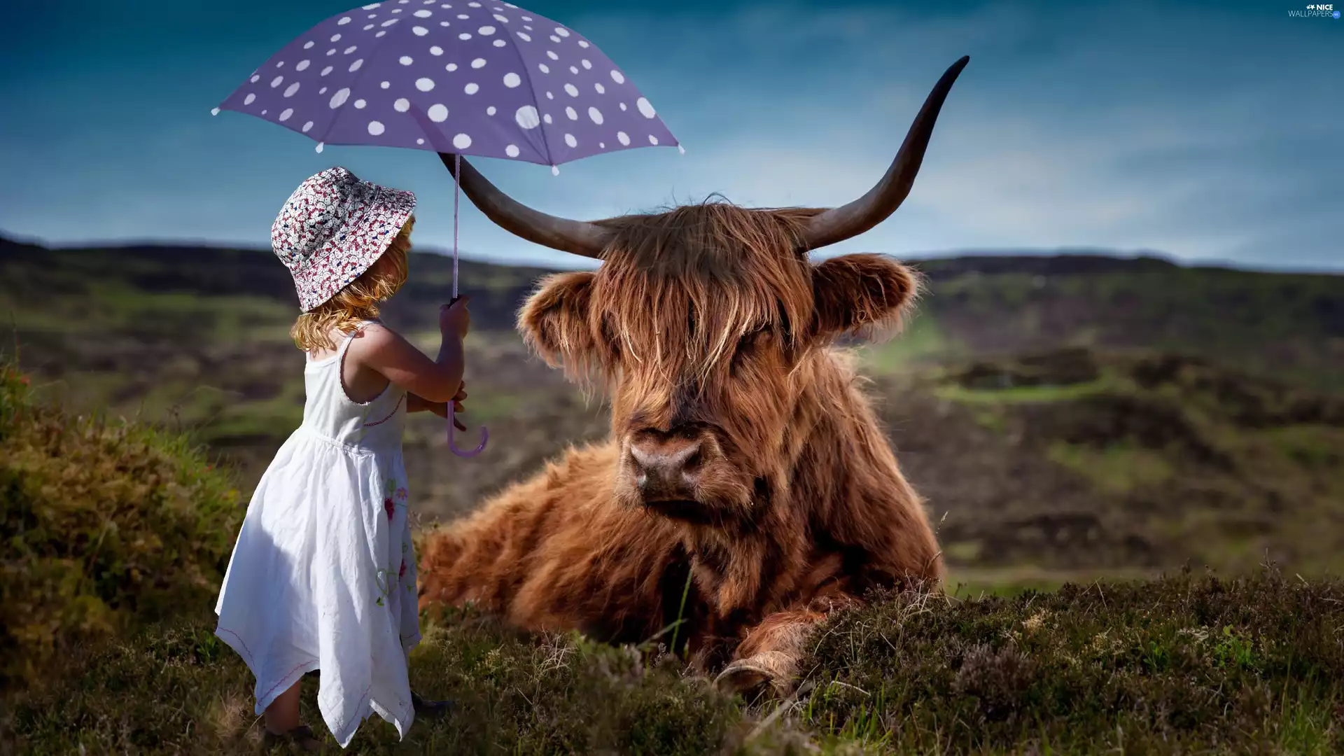 umbrella, Kid, Scottish Breed, Highland, Cow, girl