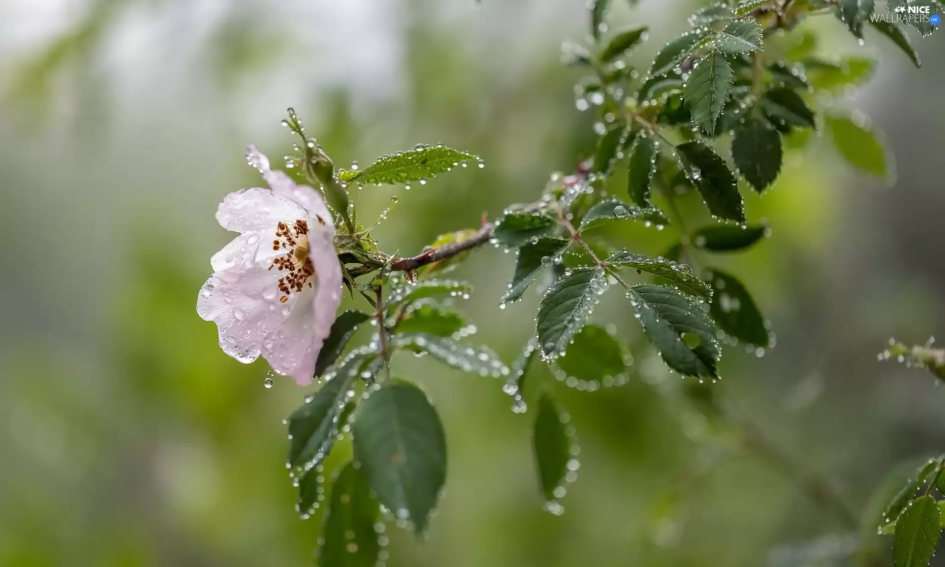 Flowers, twig, drops, Briar