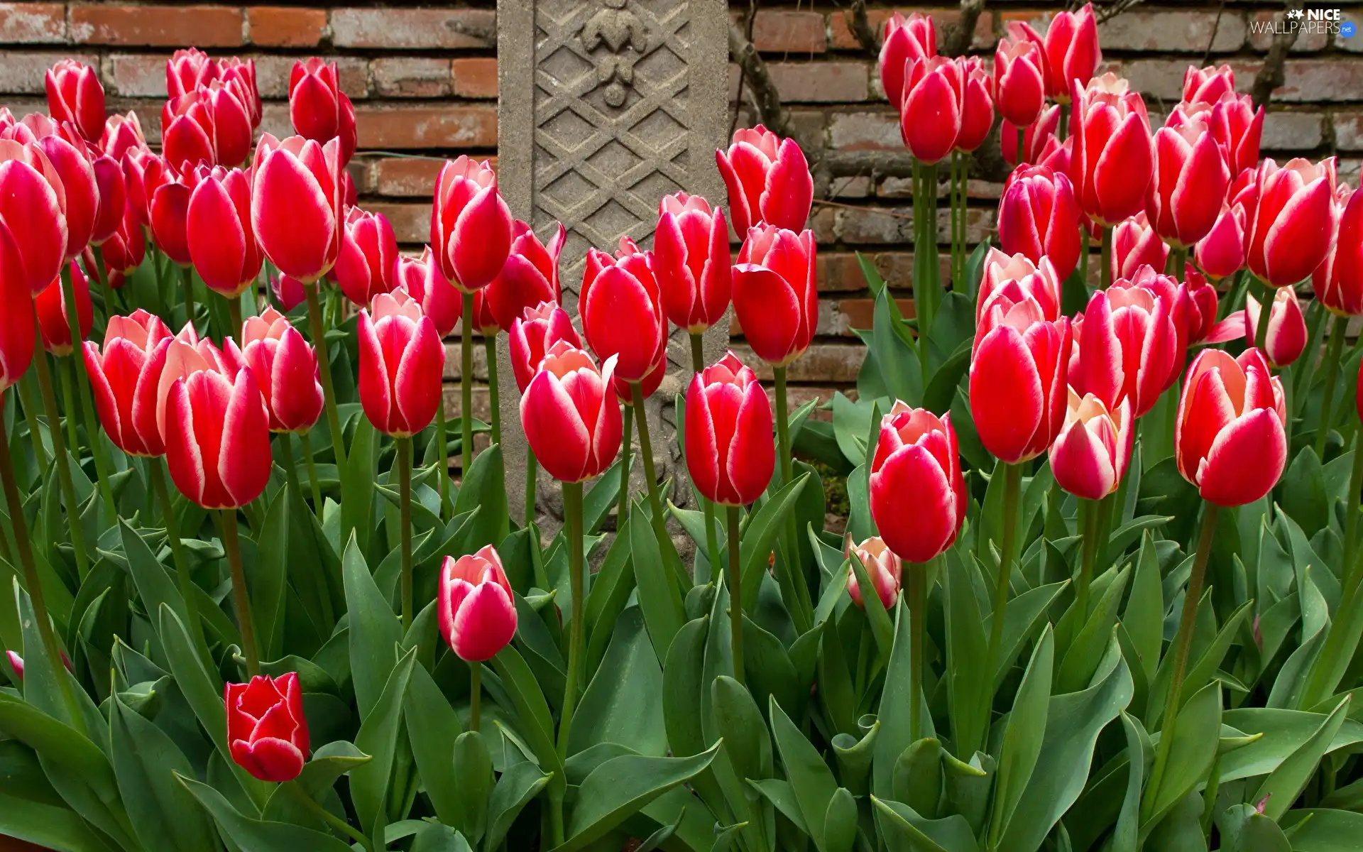 ledge, brick, Tulips, Leaf, Flowers
