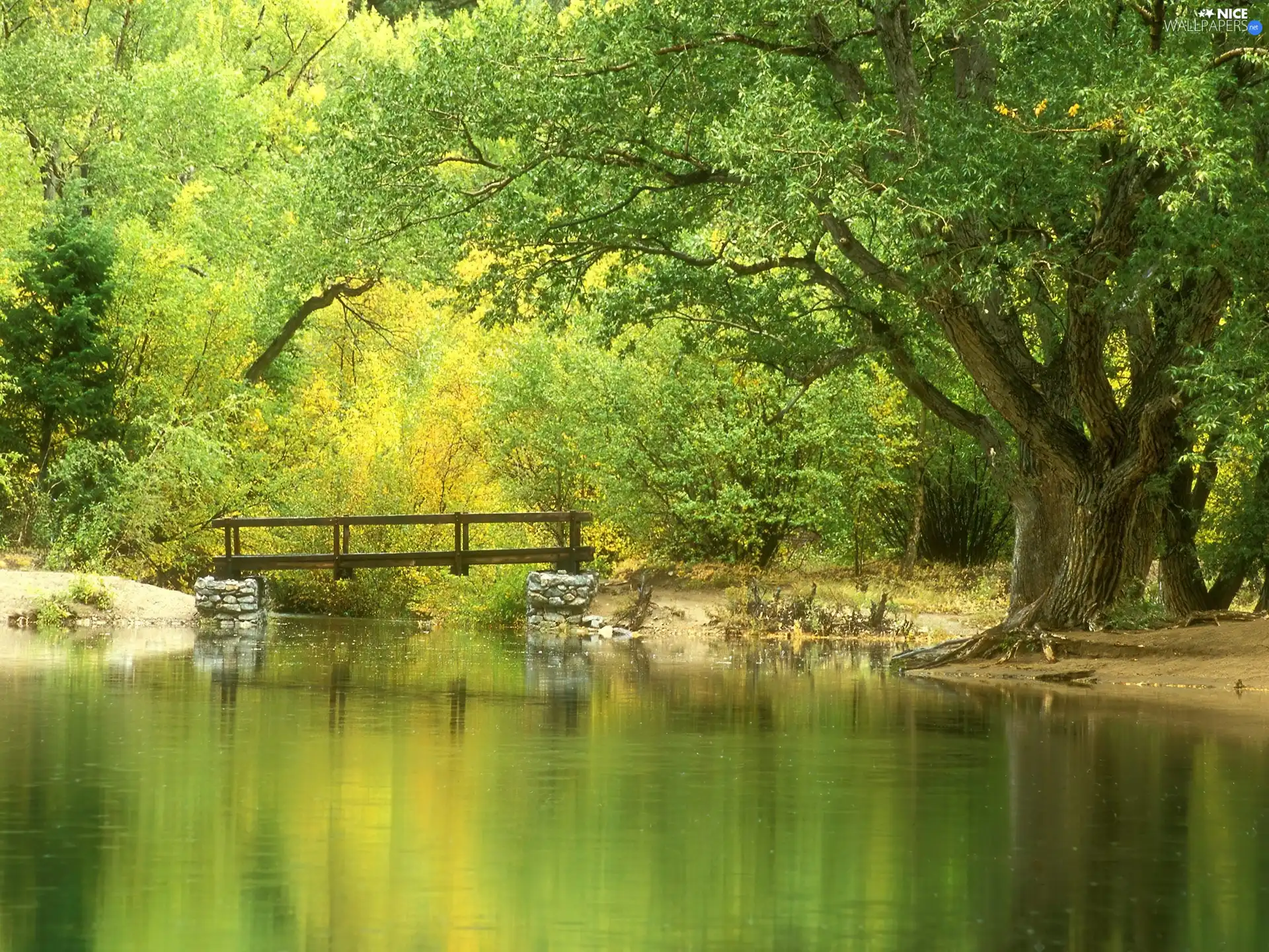 rivers, viewes, bridge, trees