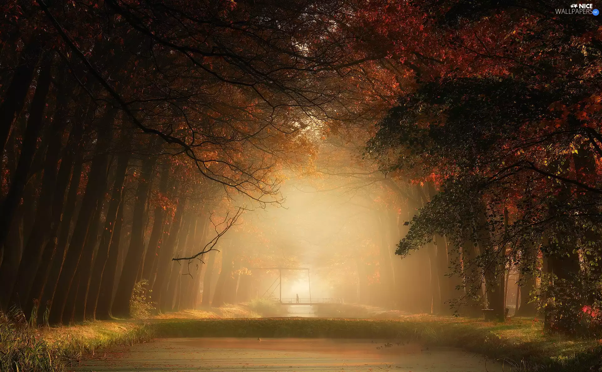 viewes, autumn, form, Fog, River, trees, forest, bridges