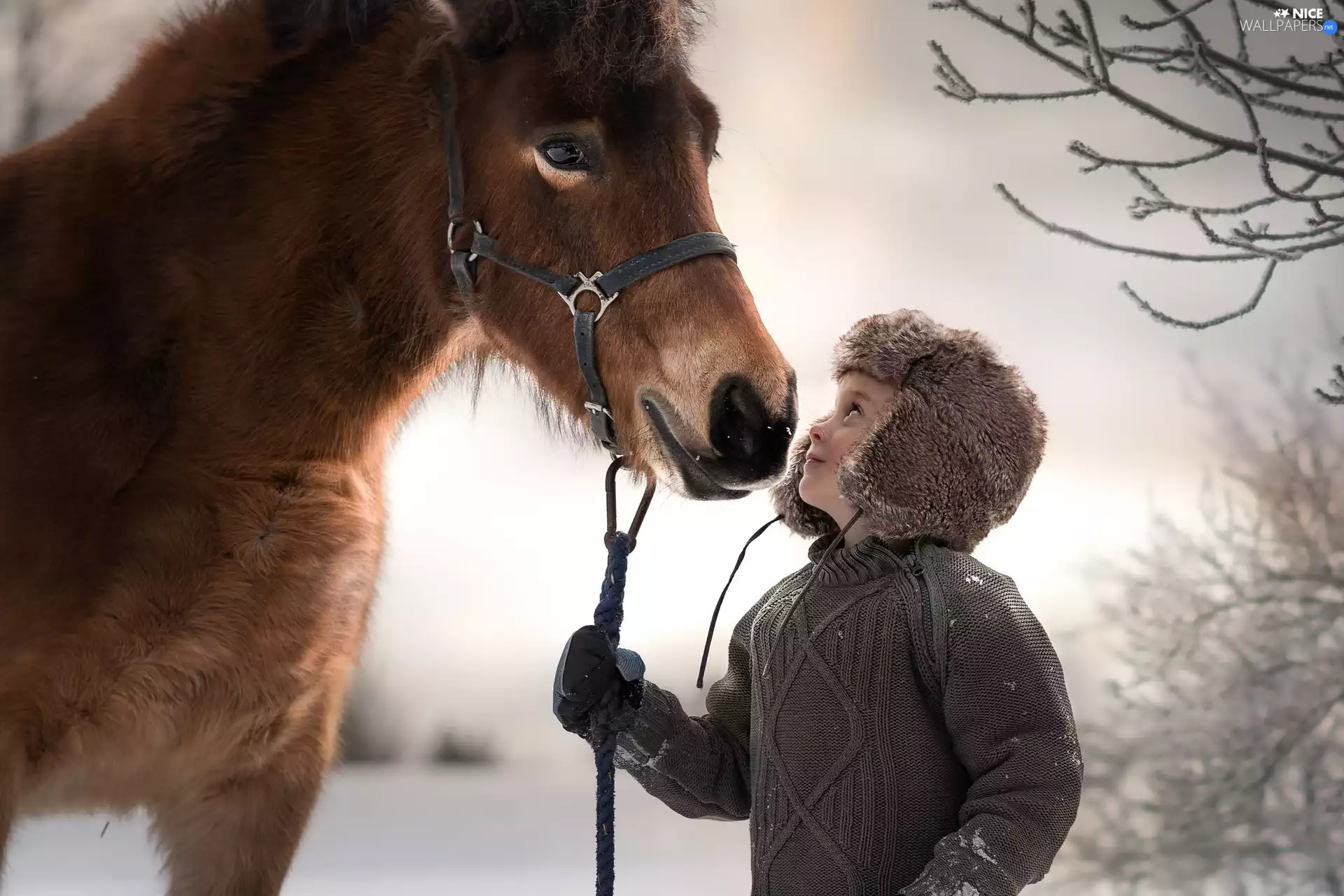 Hat, Kid, Horse, bridle, Jacked, boy