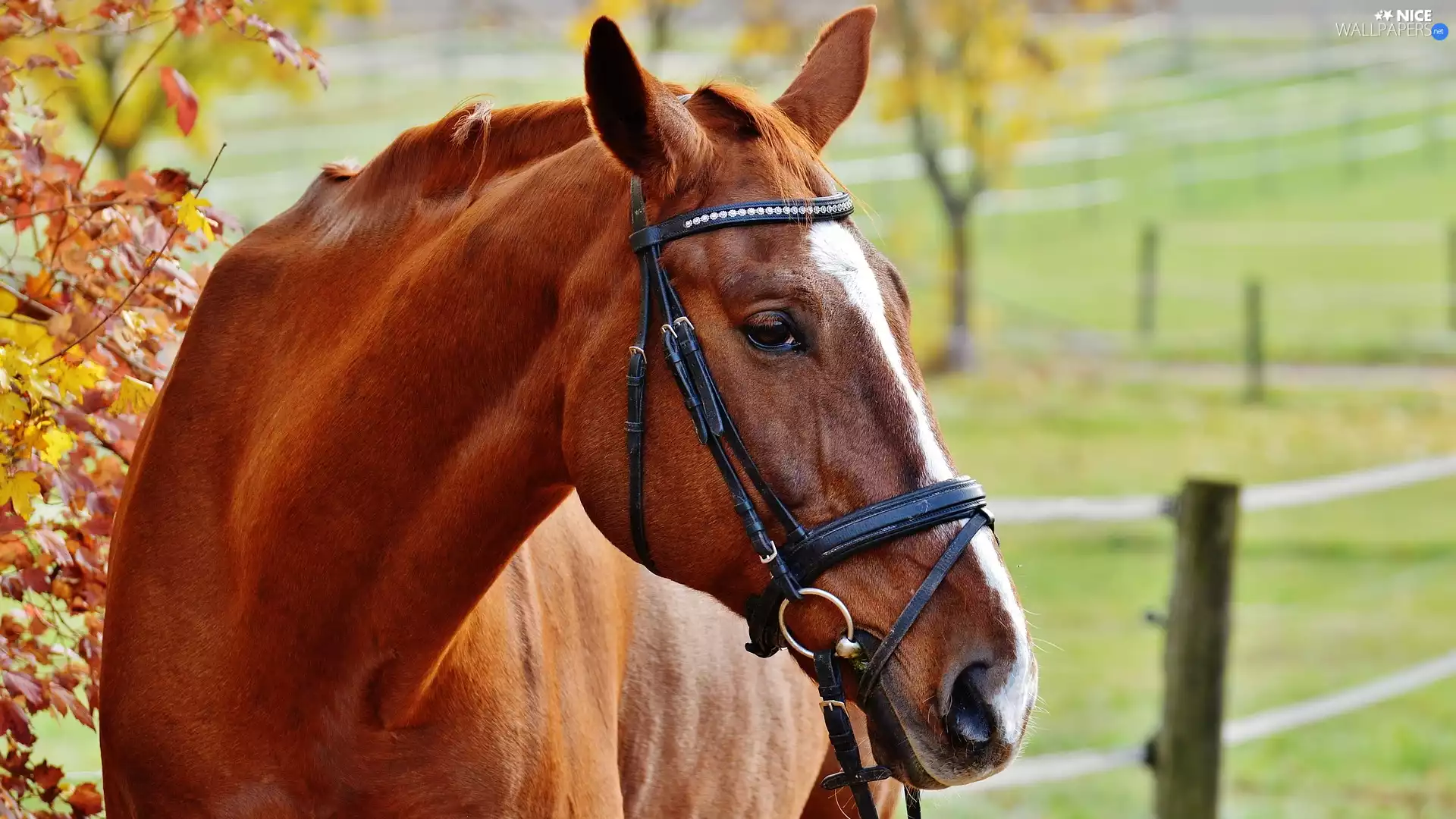 Bridle, Horse, gear