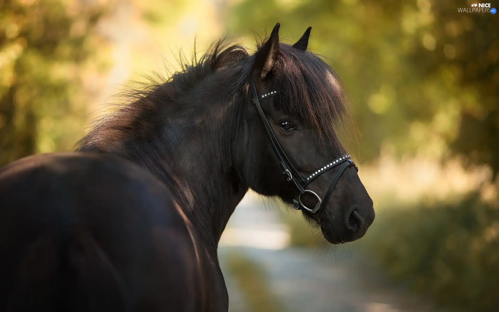 bridle, Black, Horse