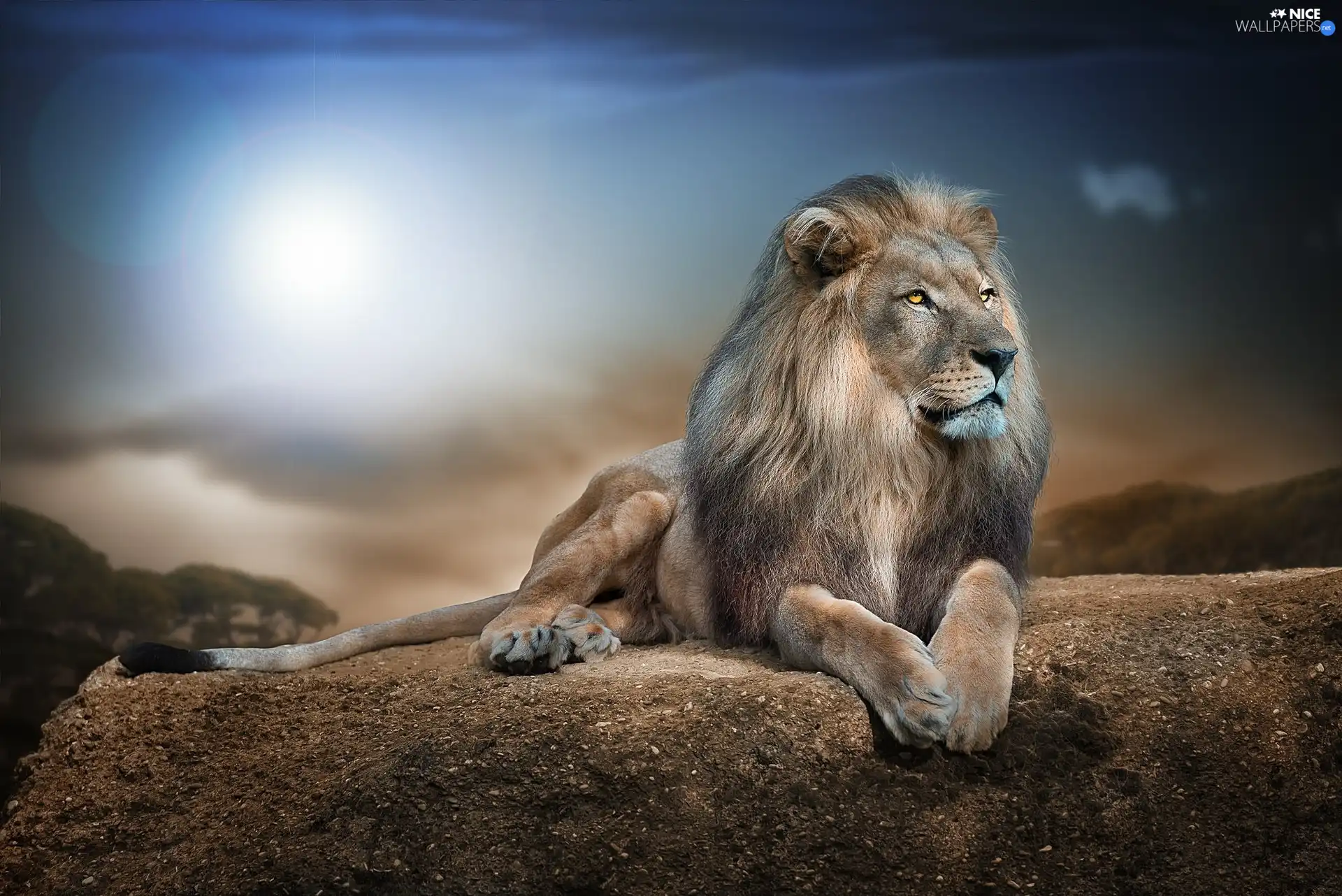 Lion, sun, Rocks, glamour