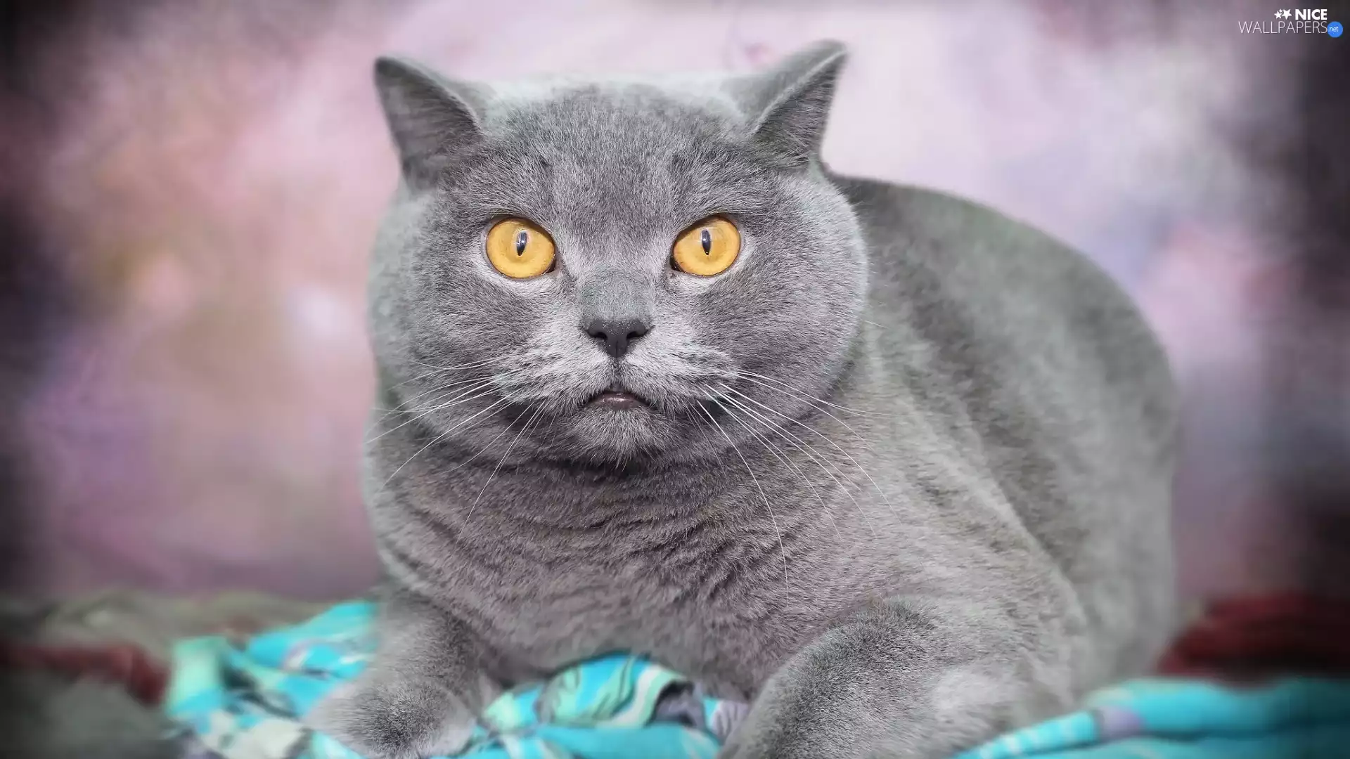 Yellow, Eyes, lying, British Shorthair Cat, Gray