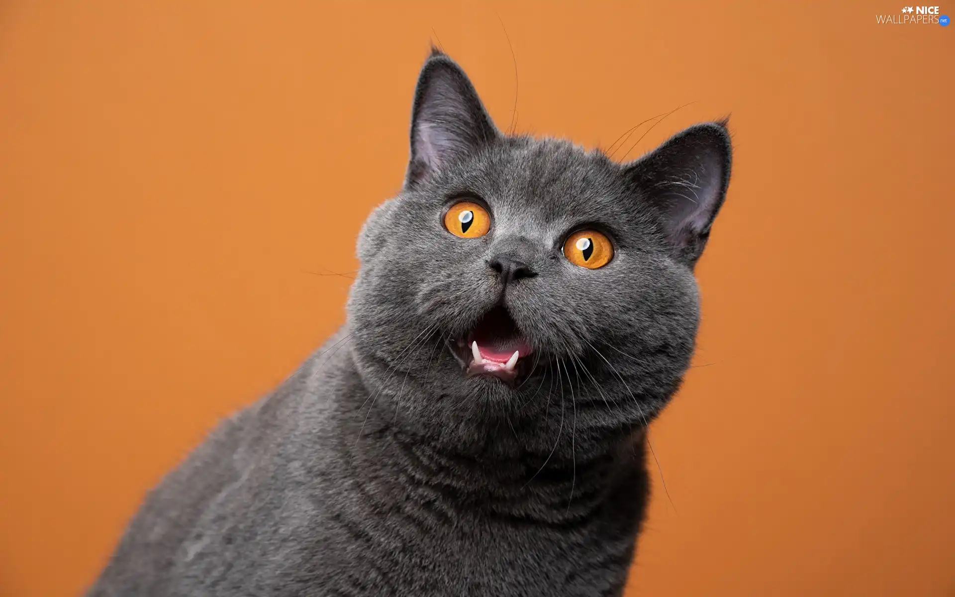 Eyes, British Shorthair Cat, honey