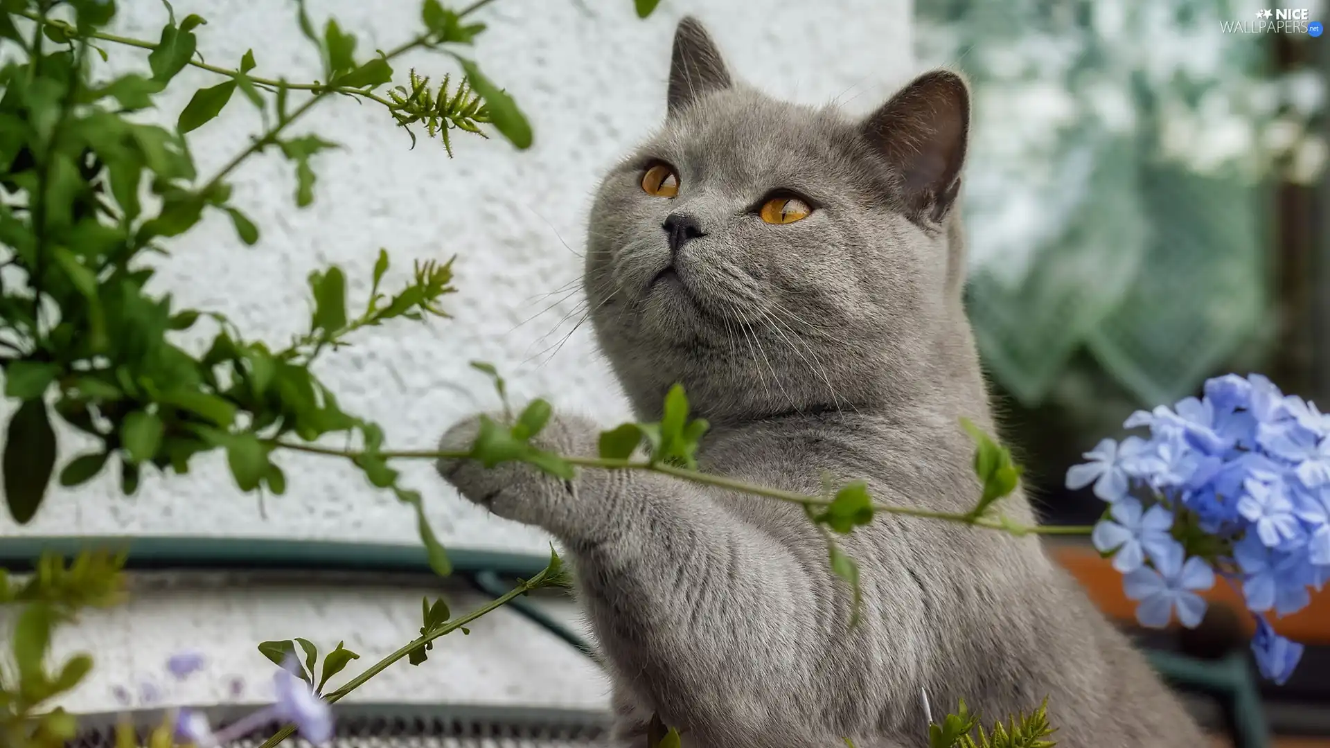 Flowers, British Shorthair Cat, Twigs