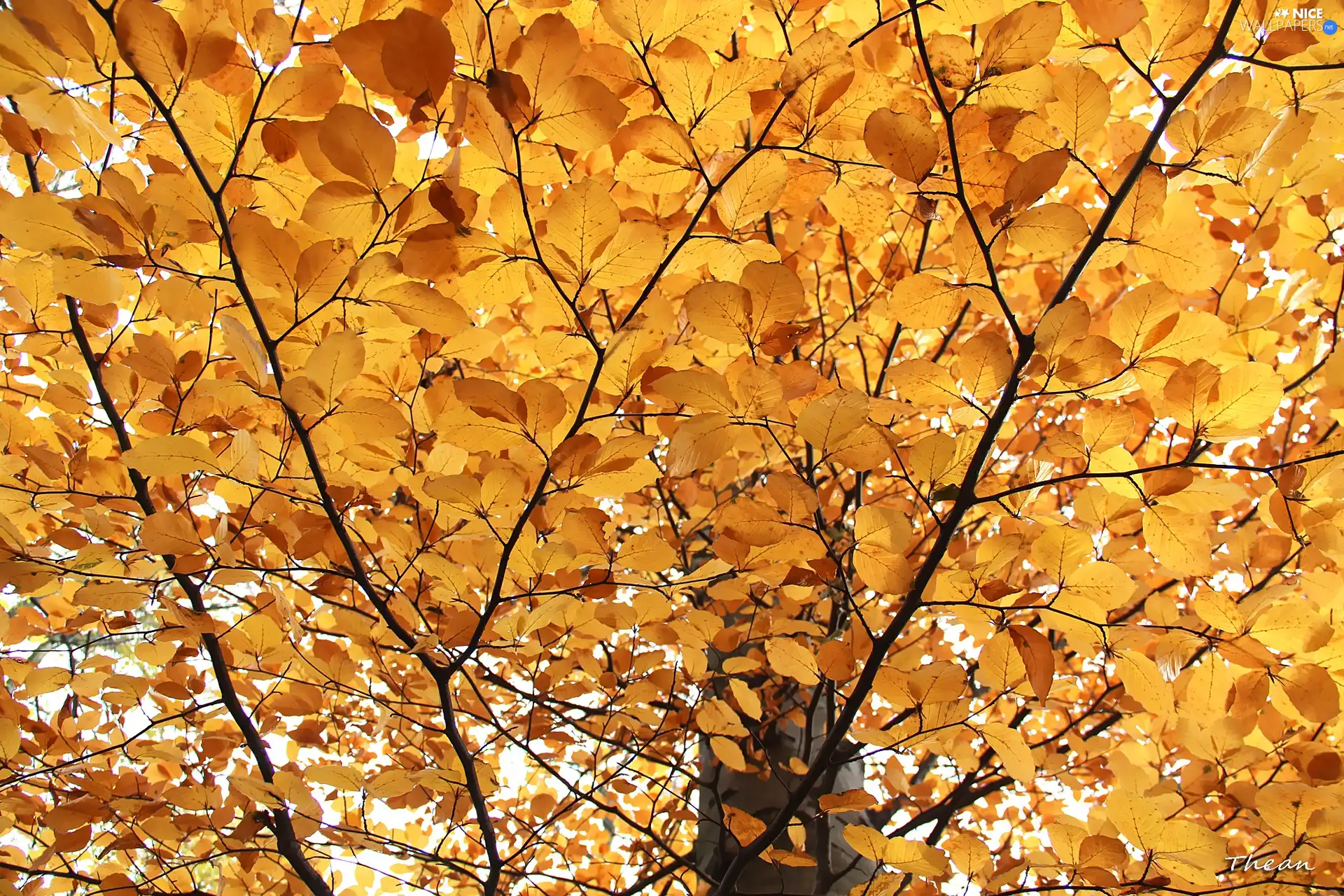 o, trees, Bronze, Leaf, yellow, viewes