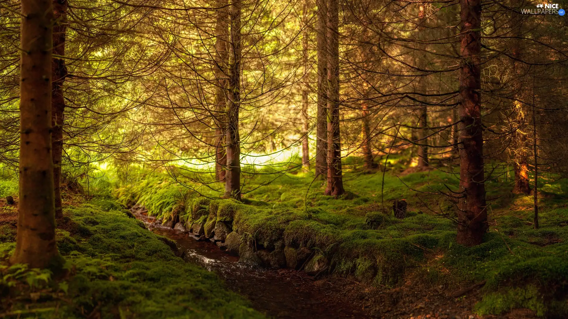 forest, brook