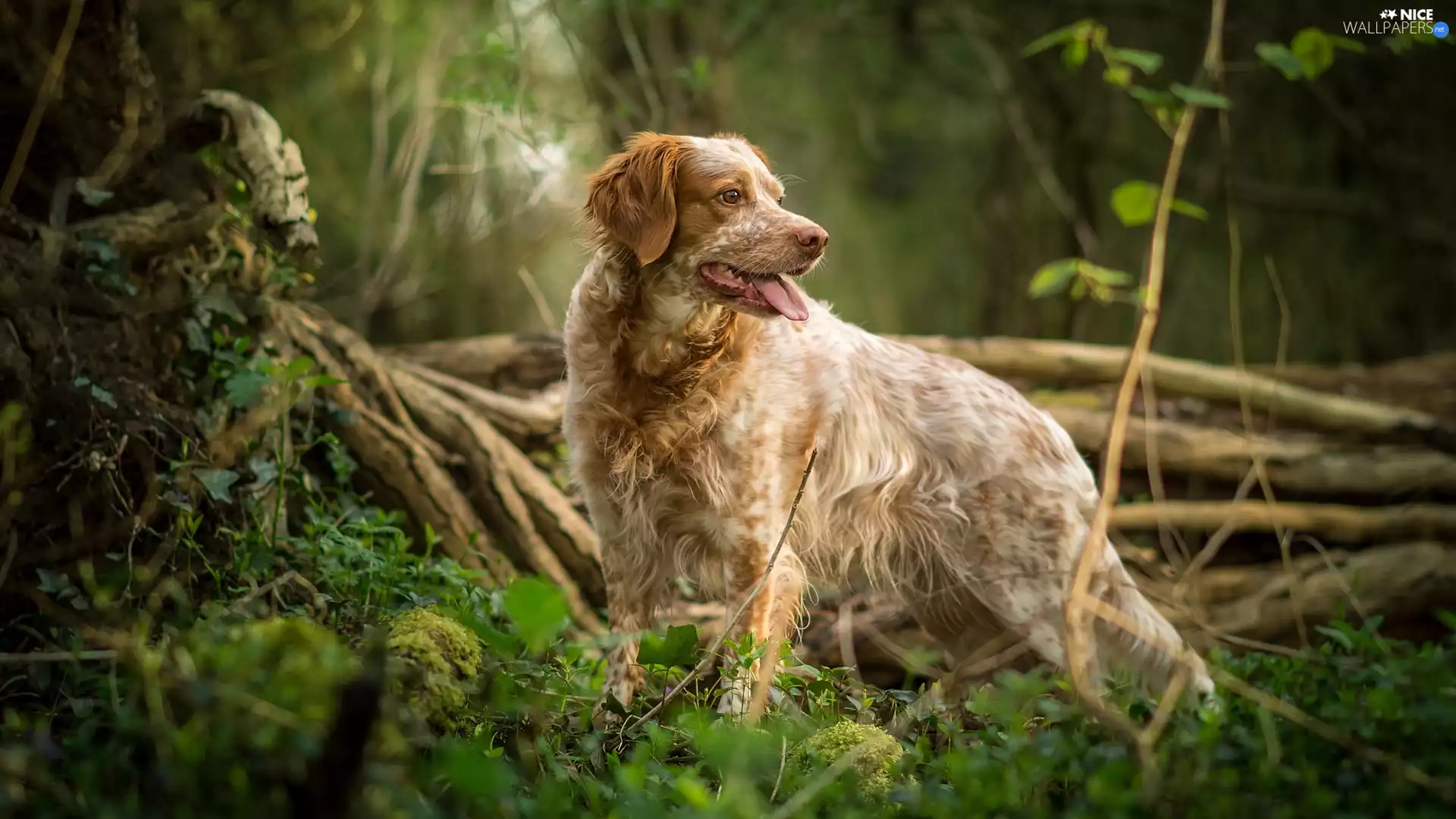 Plants, Brown and white, dog