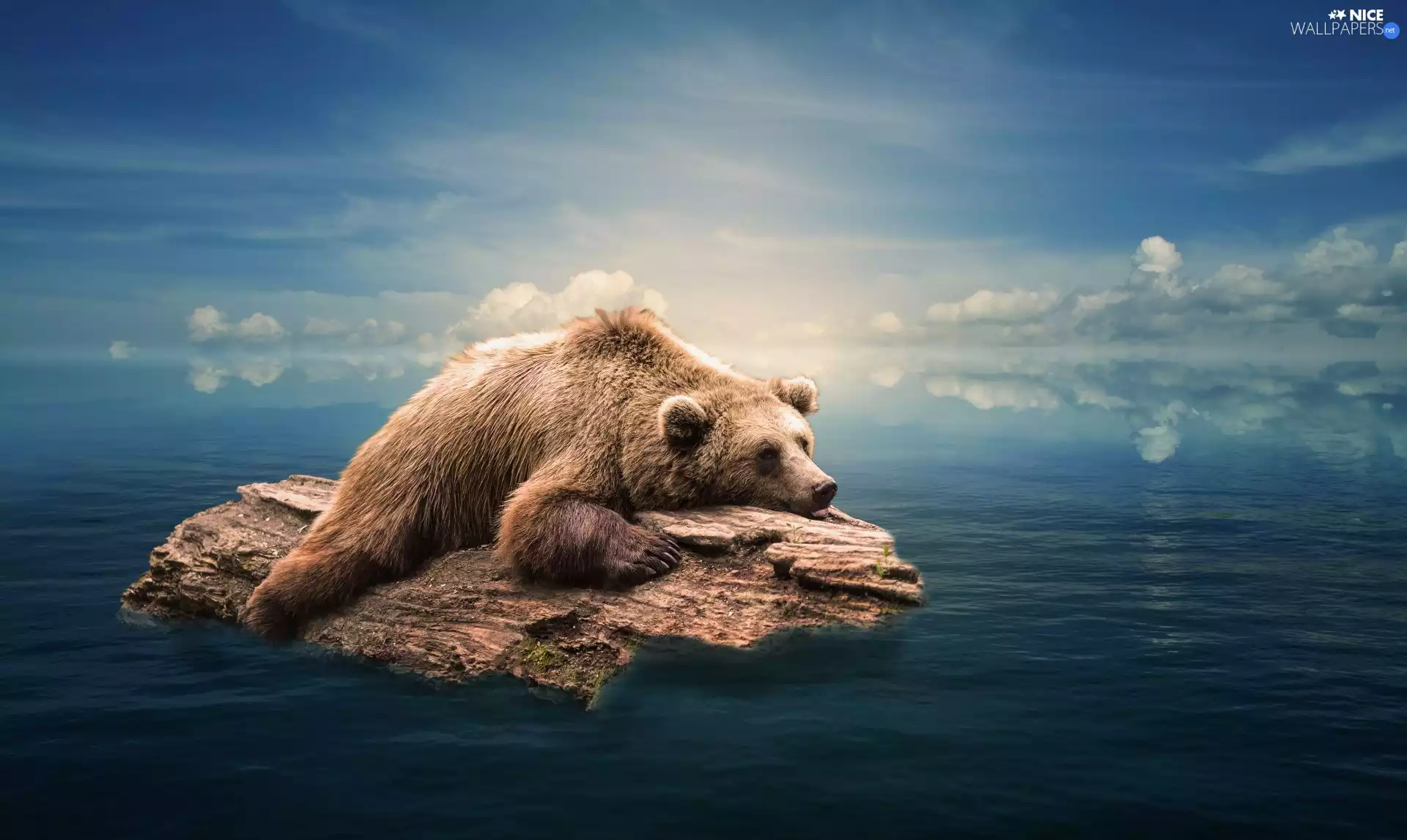 Bear, log, wood, brown