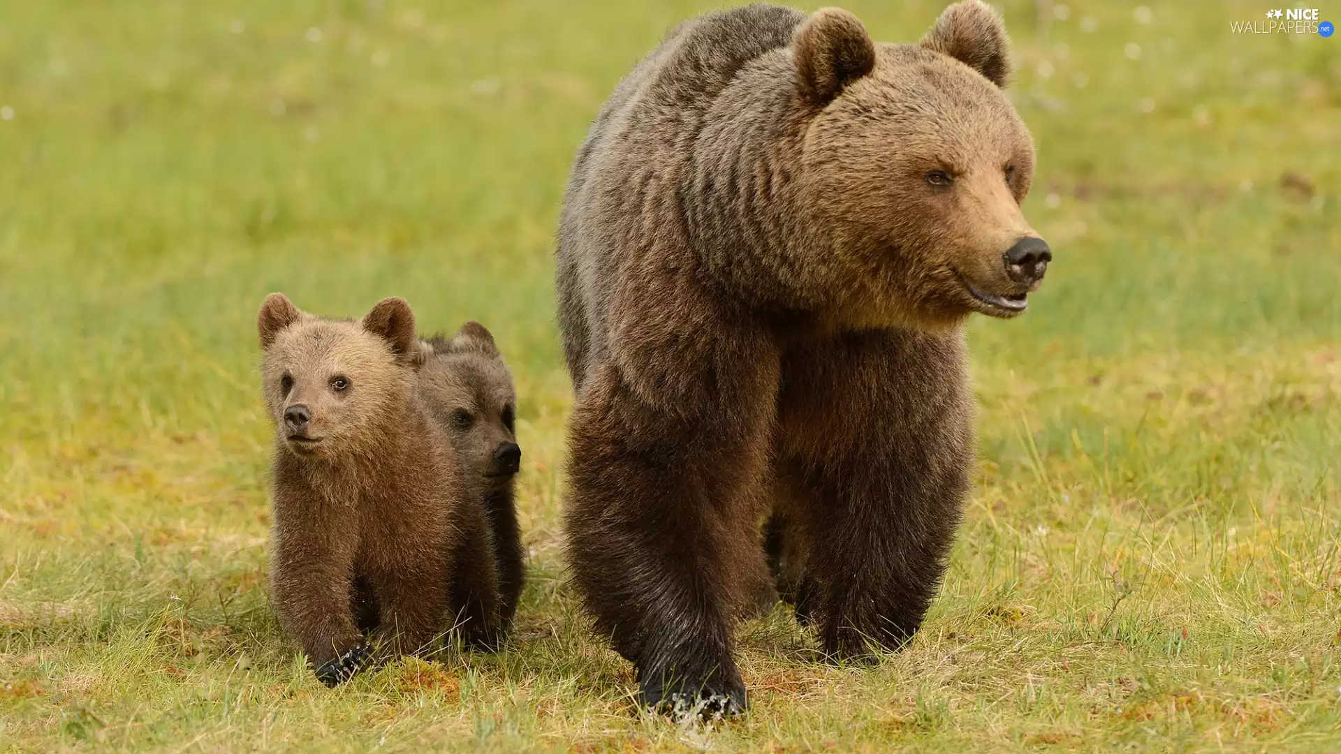 Brown Bears, Family