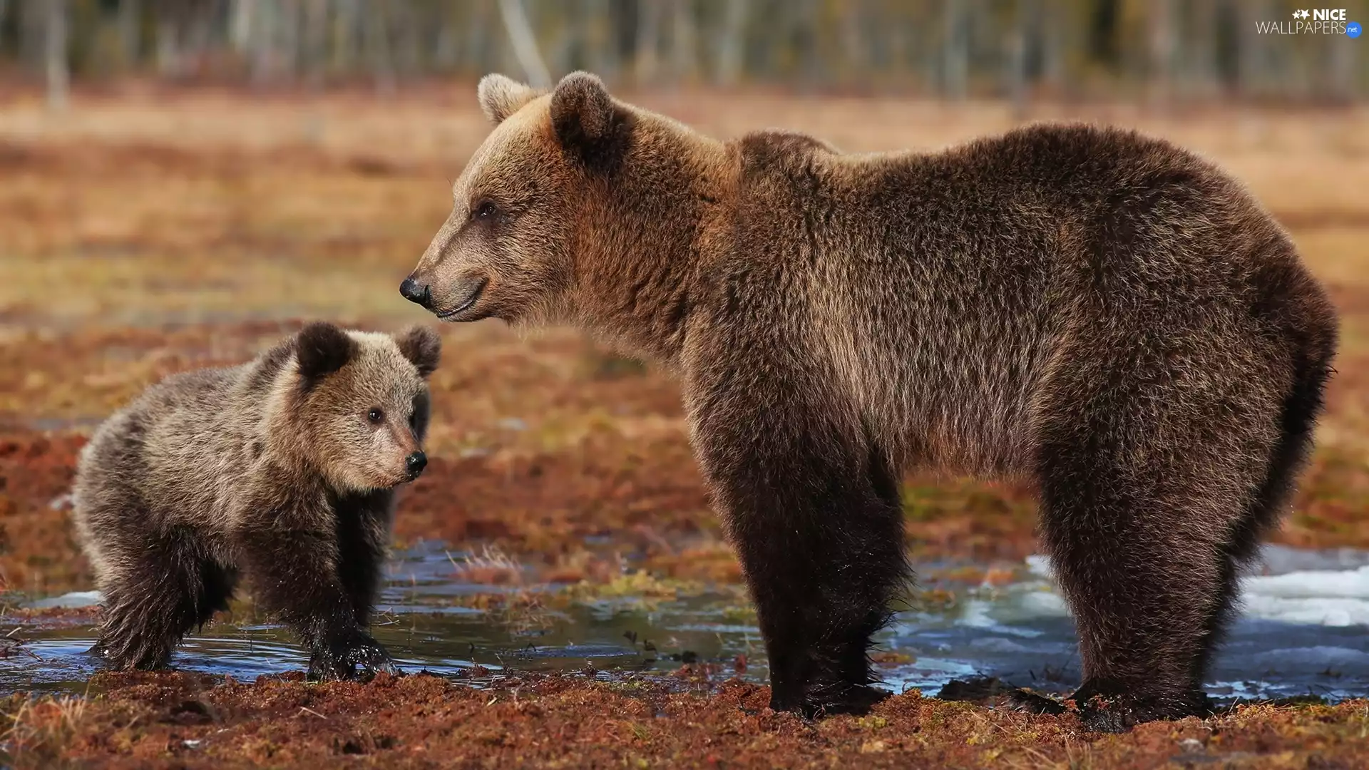 little bear, bears, brown
