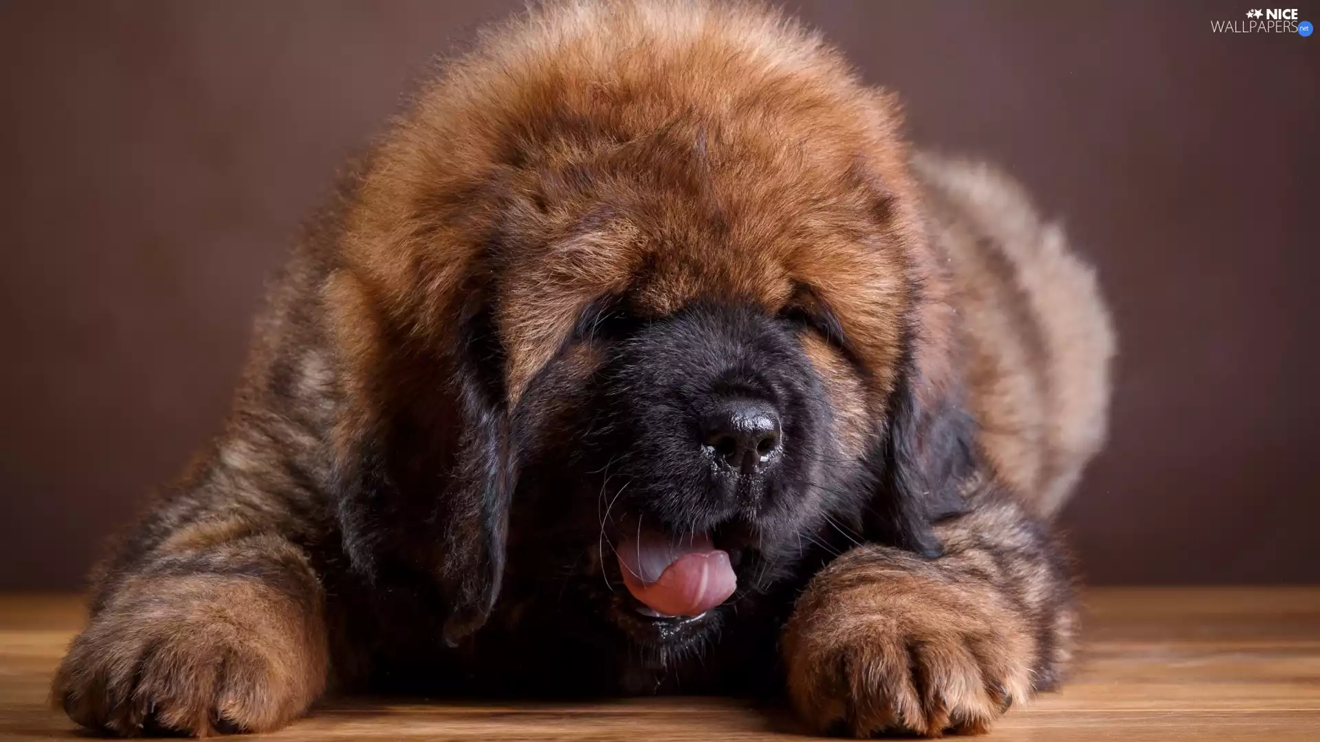 Brown, Tibetan Mastiff