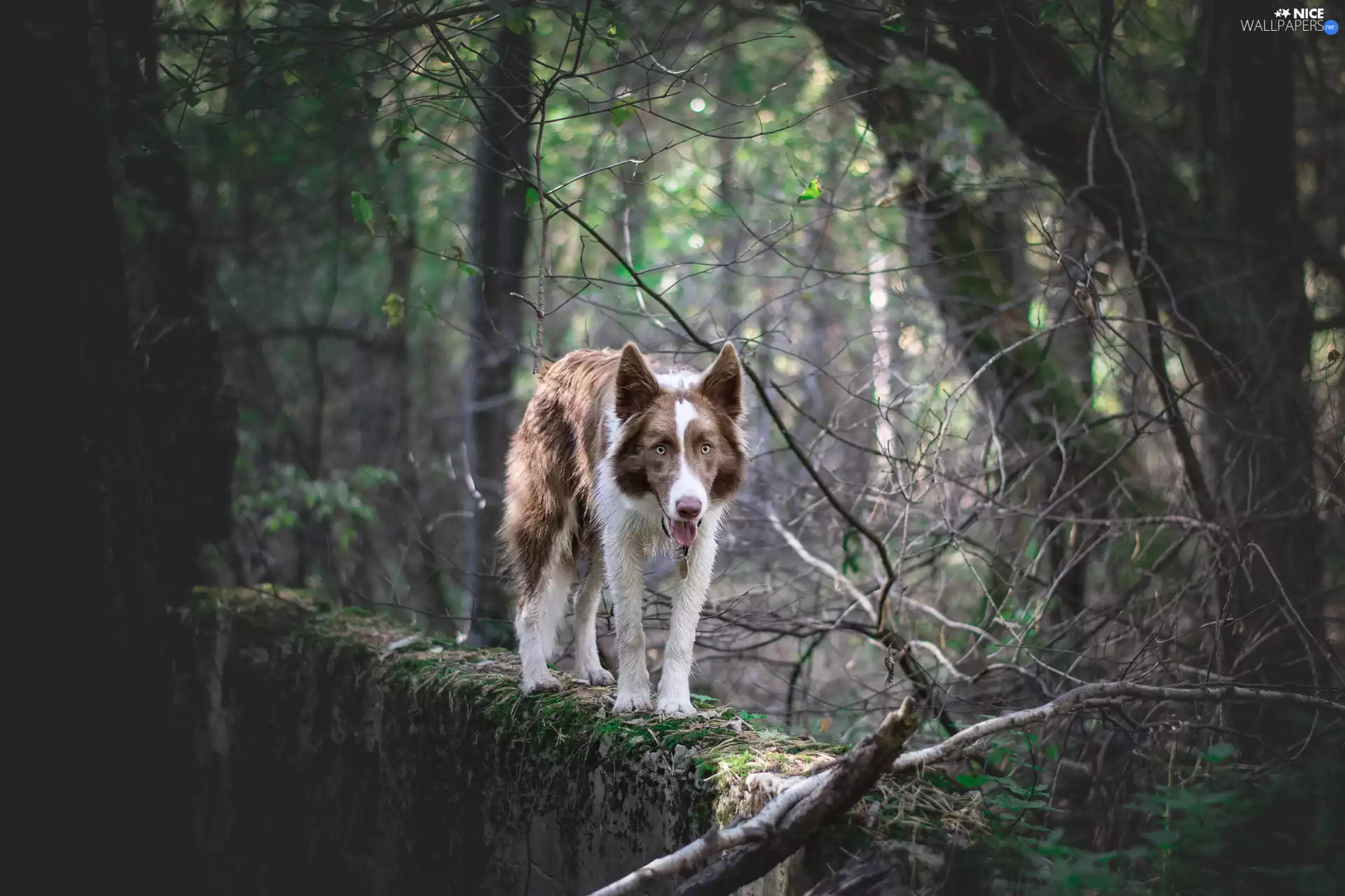 Brown and white, dog, viewes, ledge, trees, Border Collie