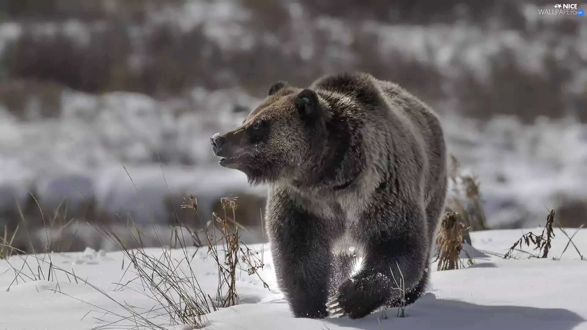 Brown bear, winter