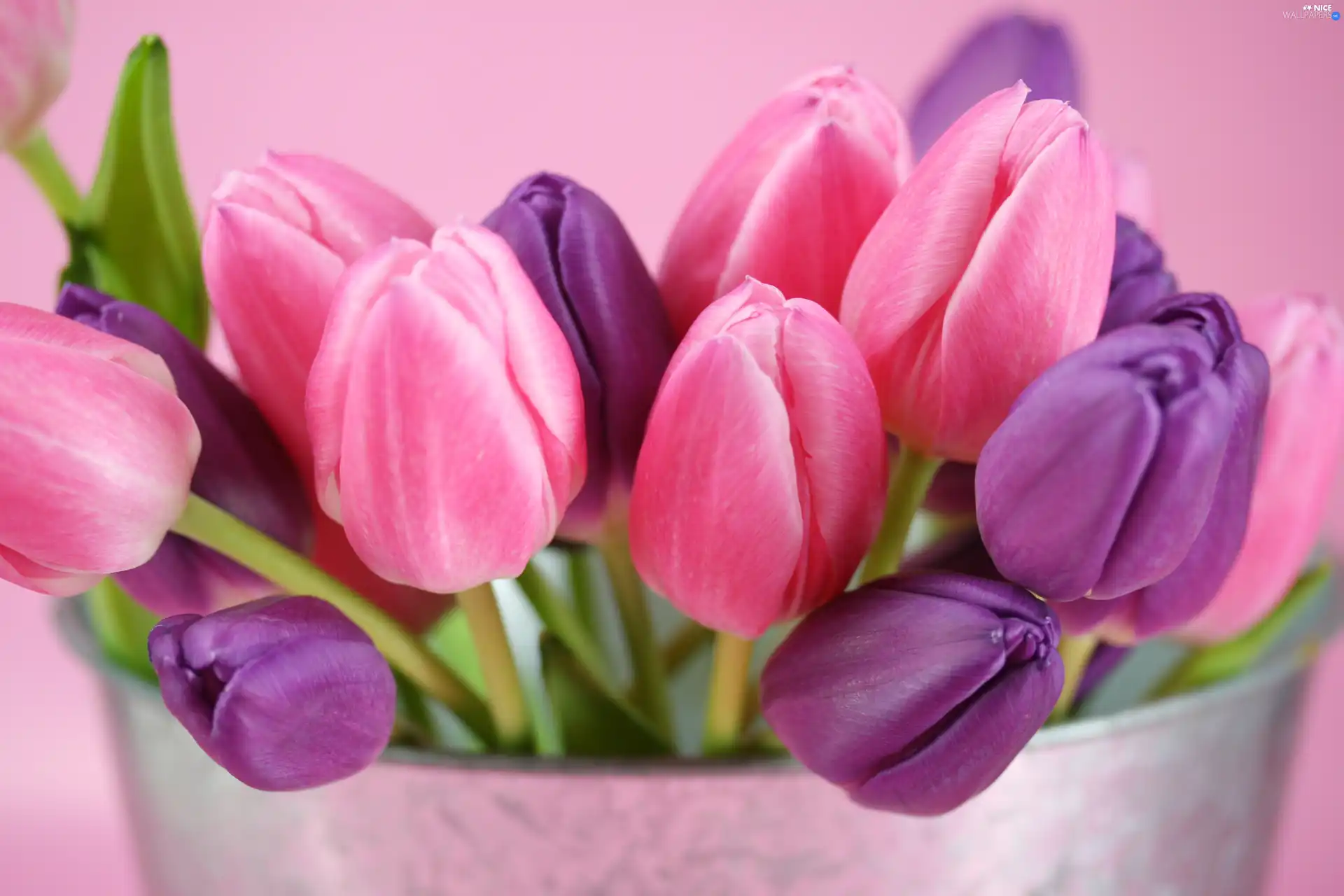 Tulips, Bucket