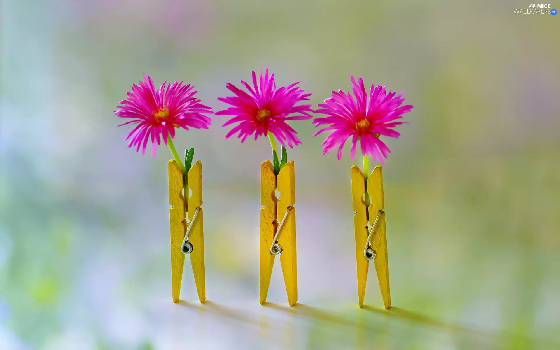 Buckles, Pink, Flowers