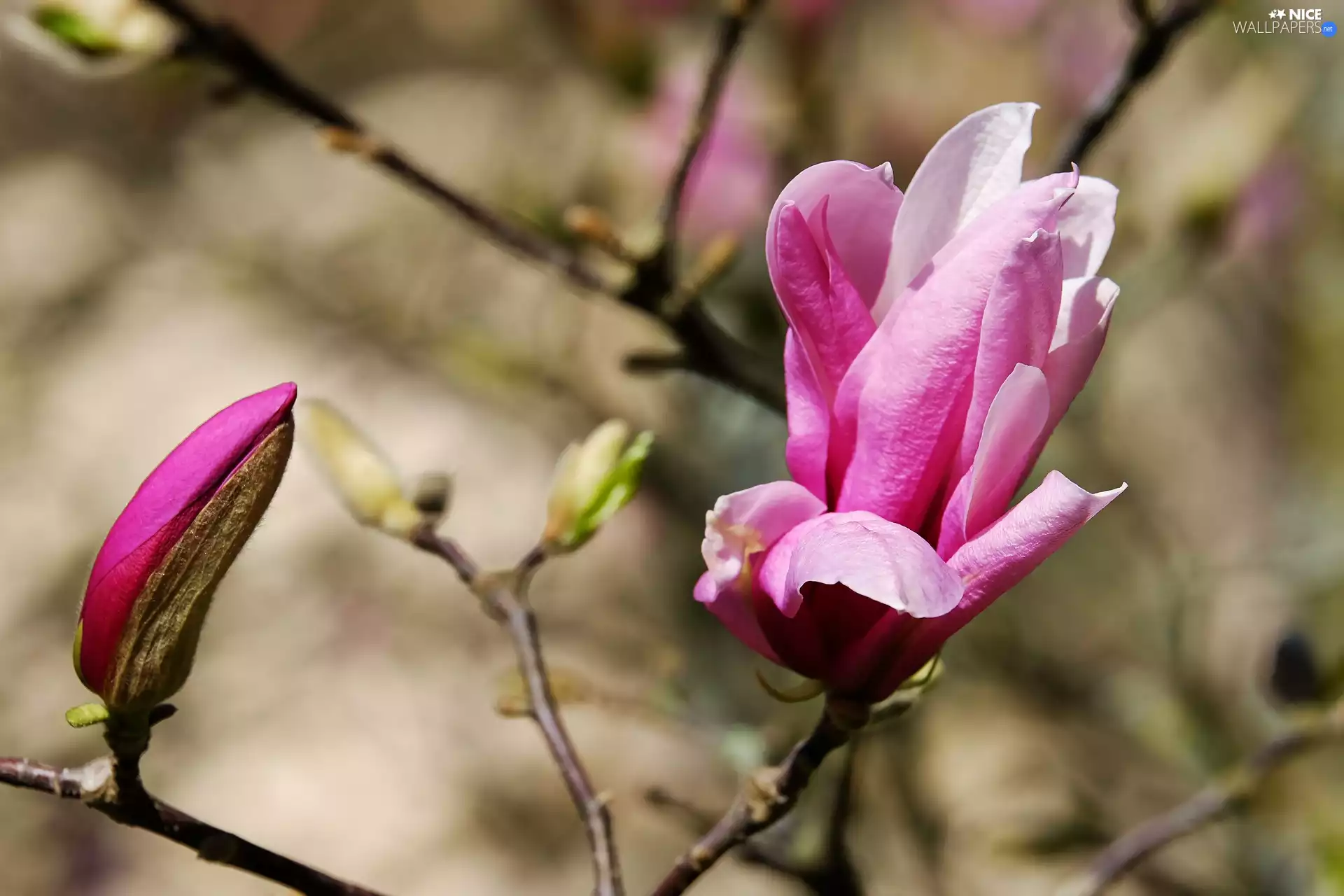 Magnolia, blurry background, bud, twig, Colourfull Flowers