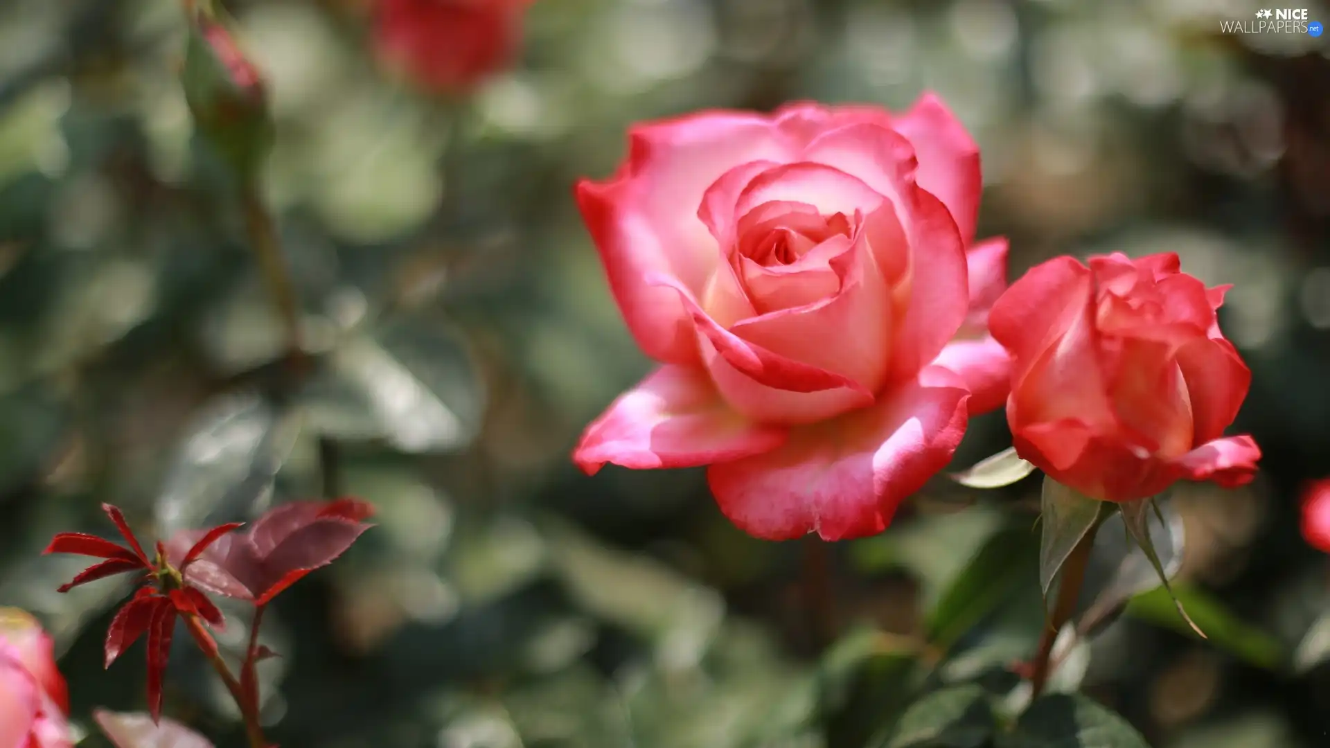bud, roses, bloom