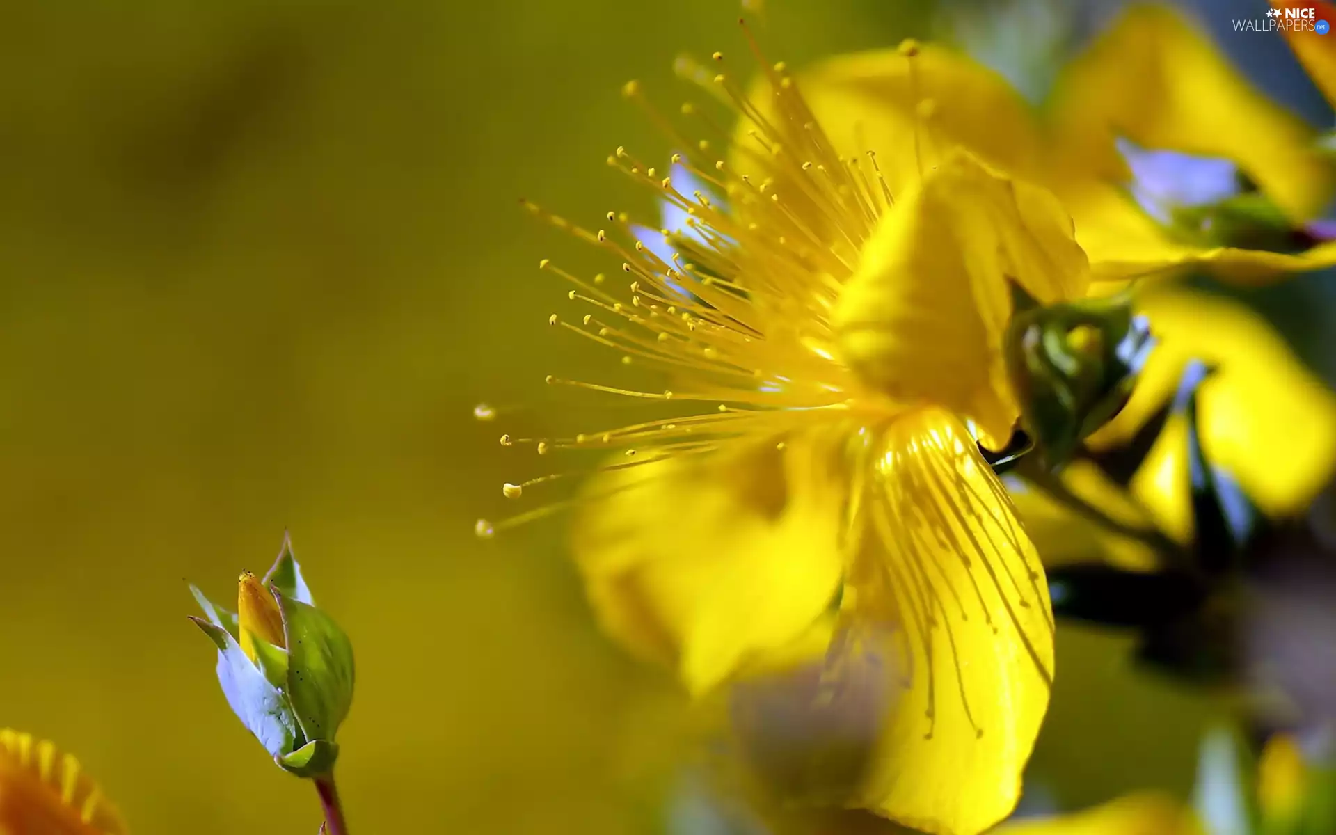 Yellow, bud, Close, Colourfull Flowers