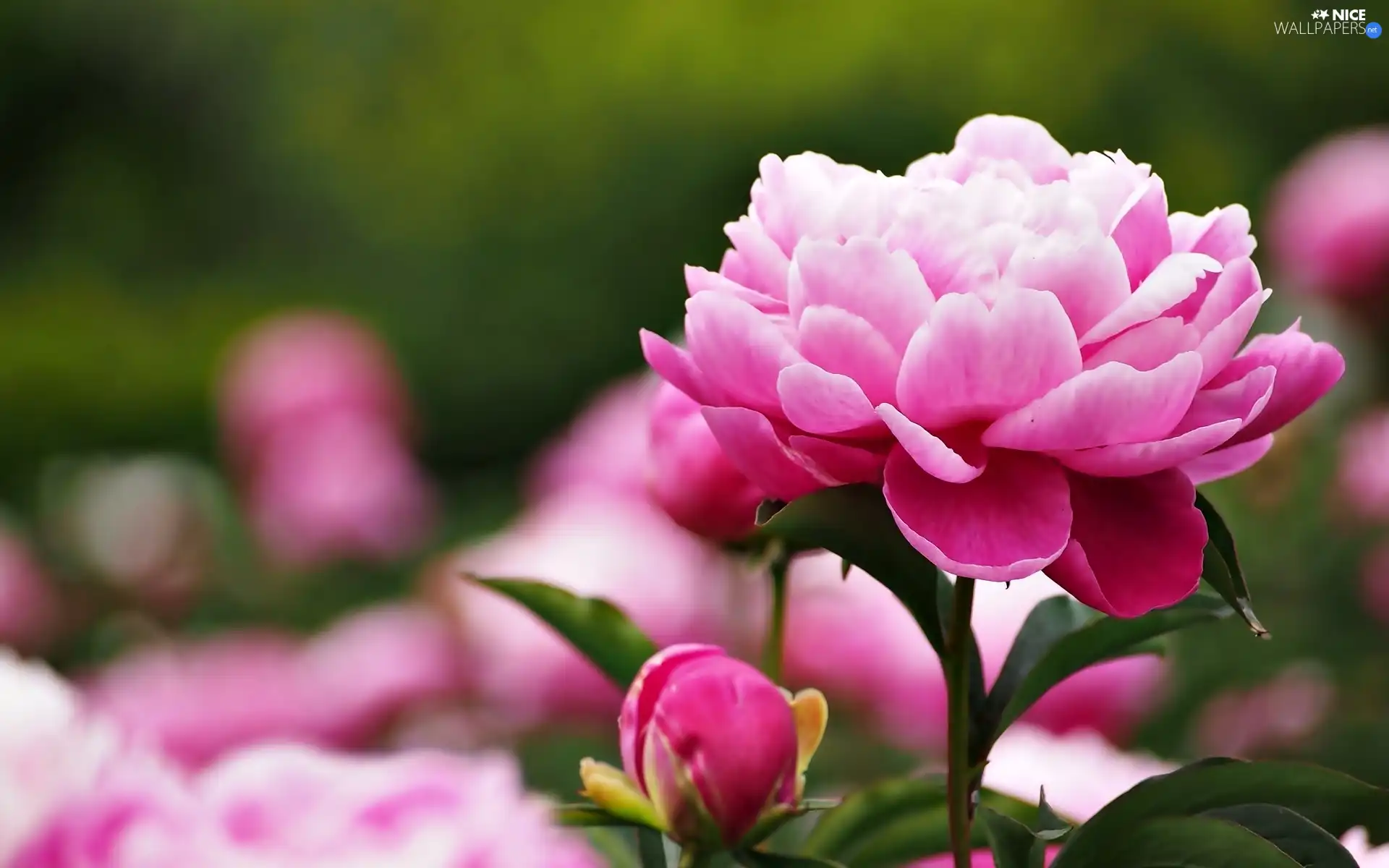 peony, Colourfull Flowers, bud
