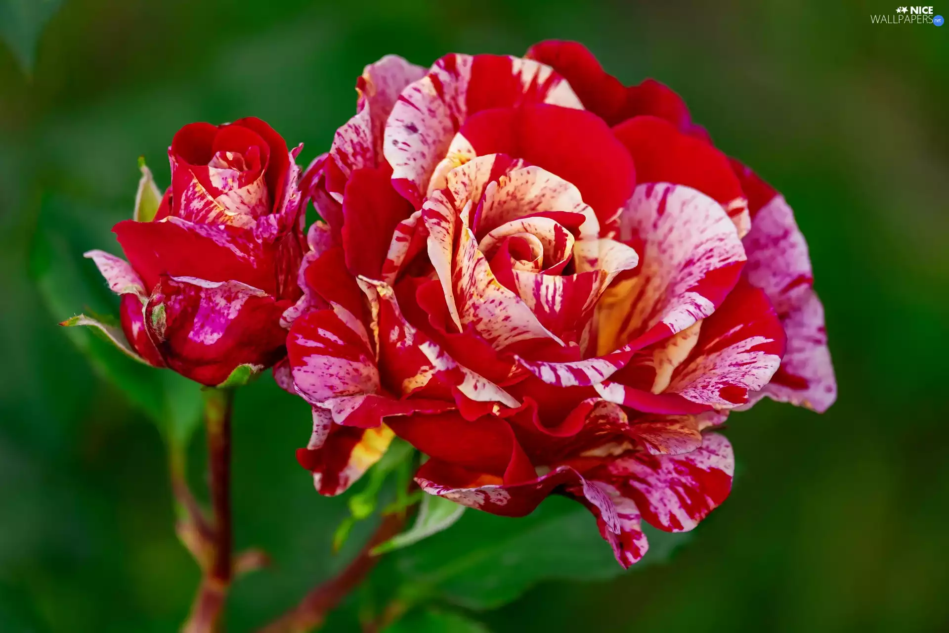 roses, bud, developed, Red-Yellow