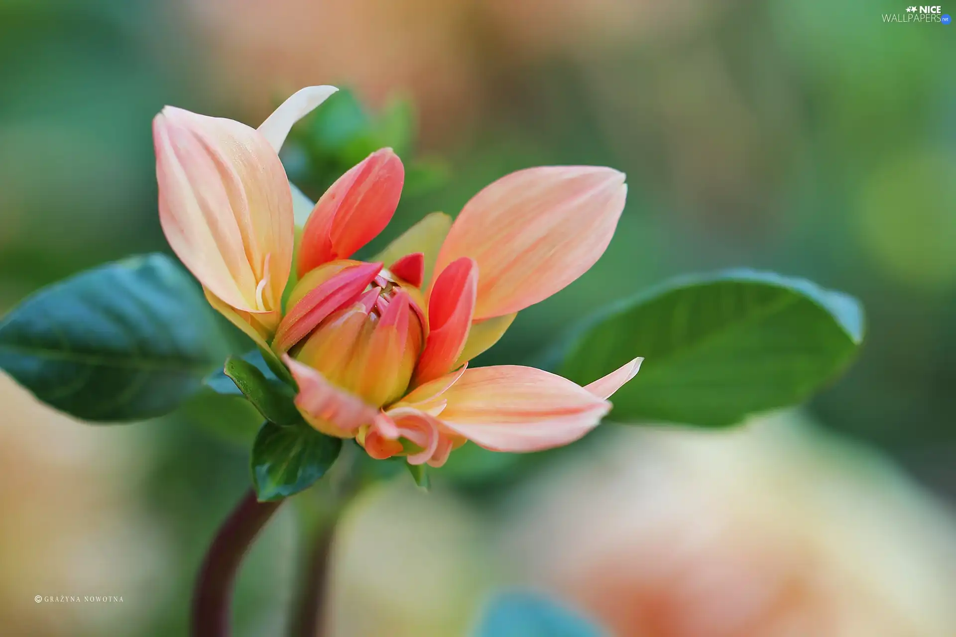 Colourfull Flowers, Dalia, bud